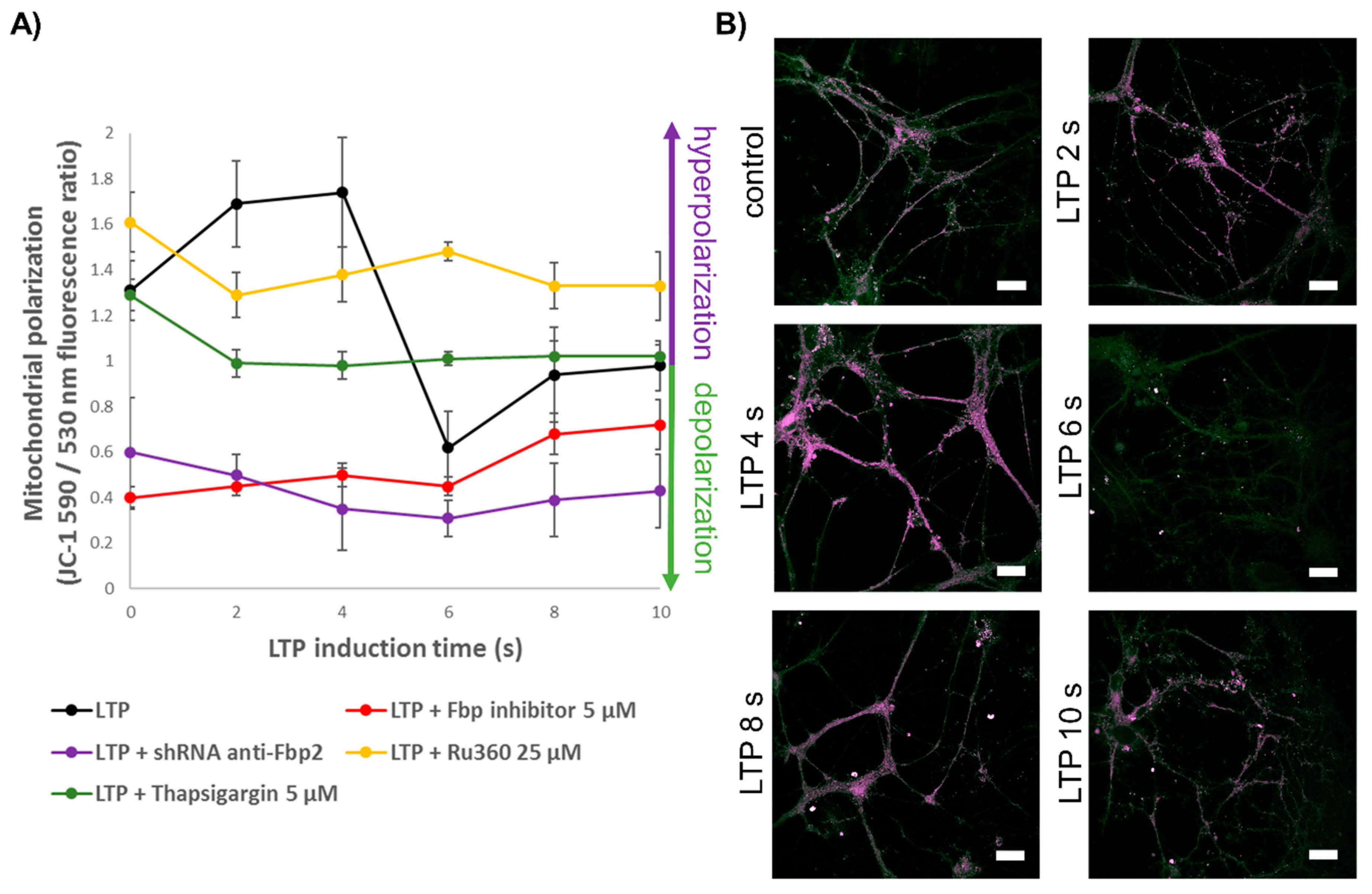 Cells 09 01375 g003 Cells 09 01375 g003