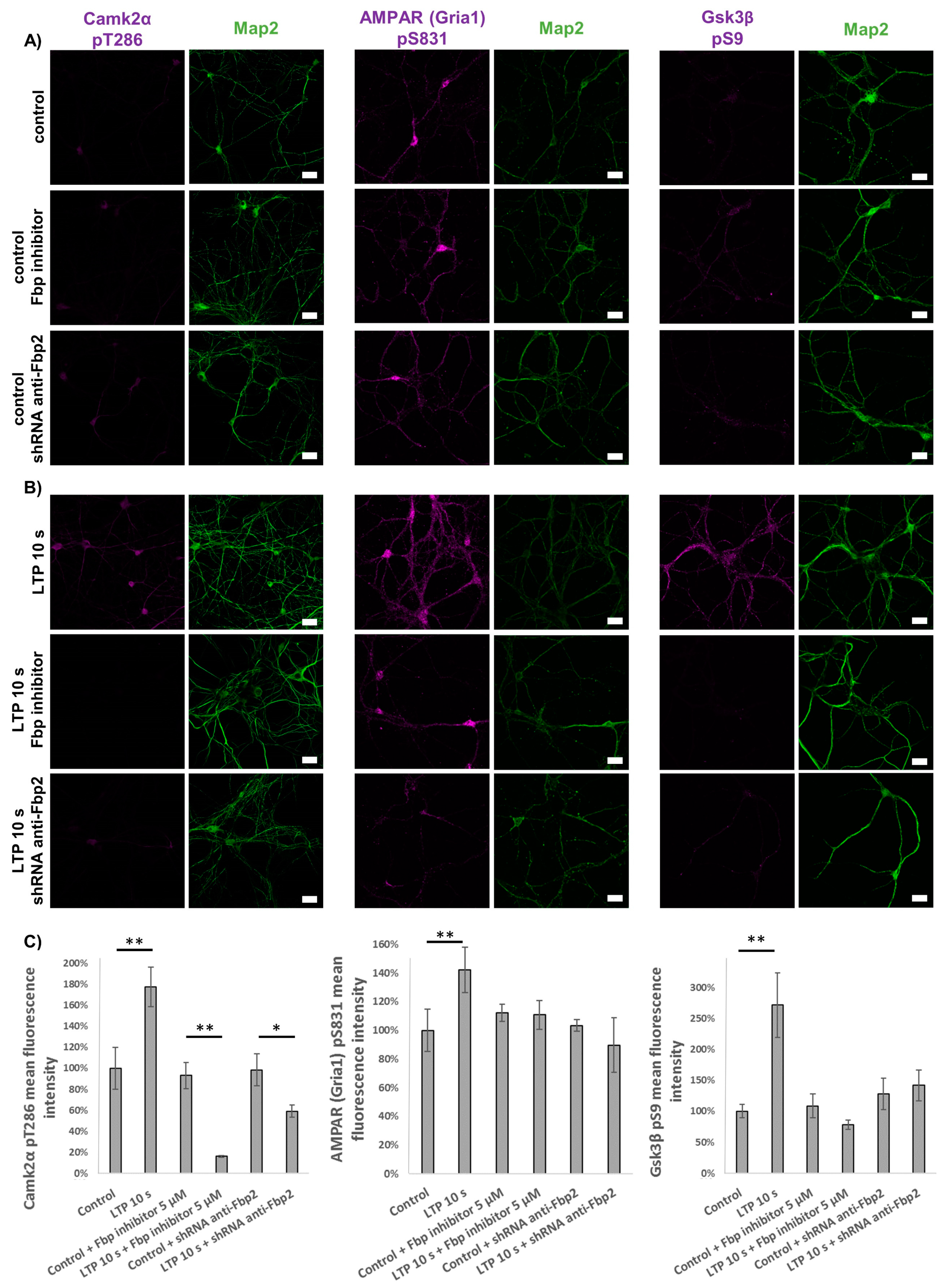 Cells 09 01375 g005 Cells 09 01375 g005