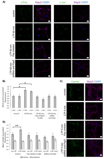 Fructose 1,6-Bisphosphatase 2 Plays a Crucial Role in the Induction and ...