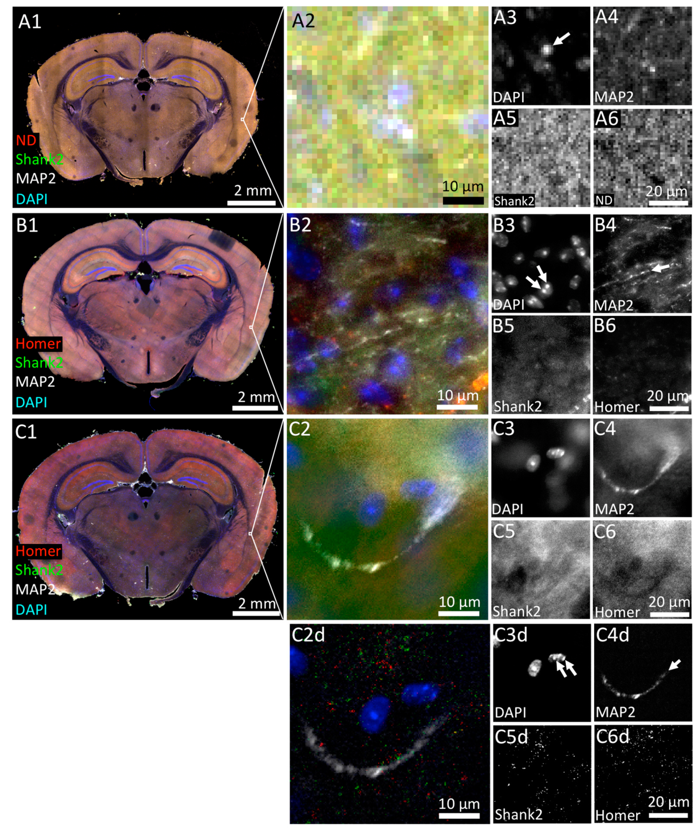 Cells 09 01377 g002 Cells 09 01377 g002