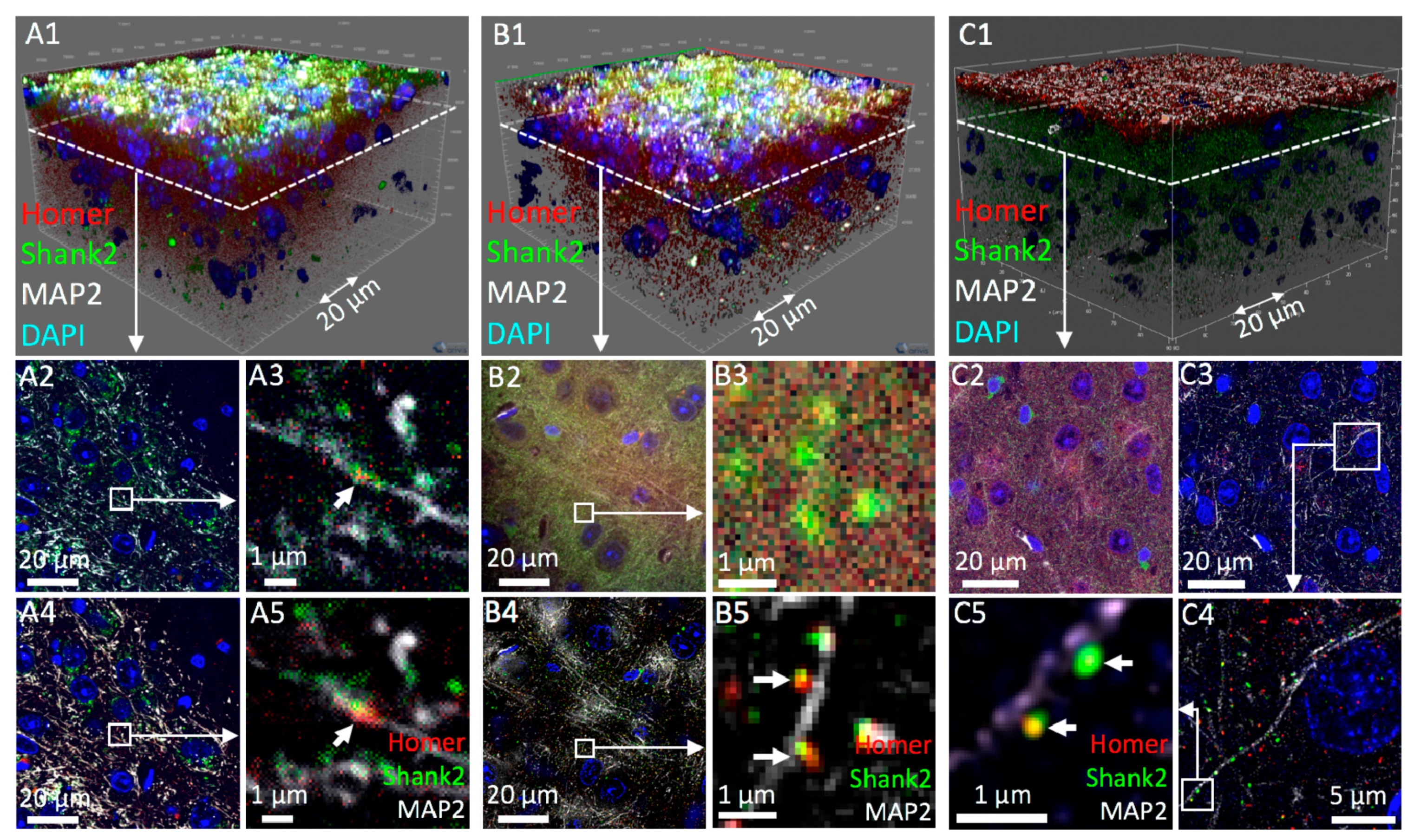 Cells 09 01377 g003 Cells 09 01377 g003