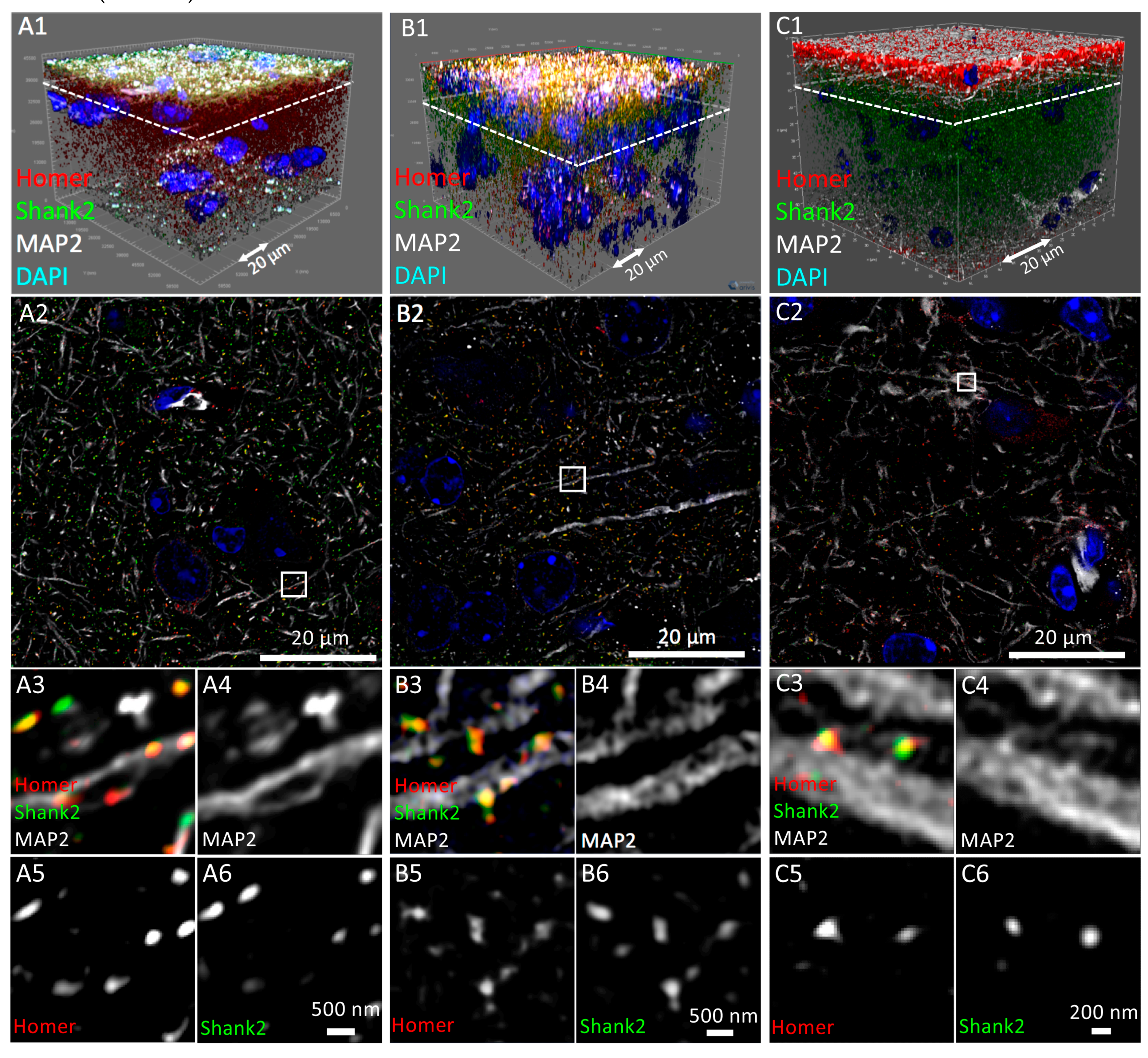 Cells 09 01377 g005 Cells 09 01377 g005