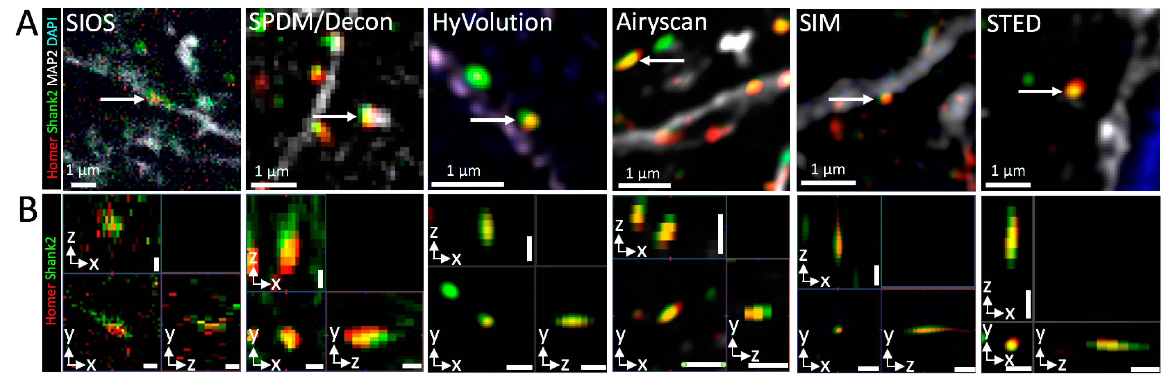 Cells 09 01377 g006 Cells 09 01377 g006