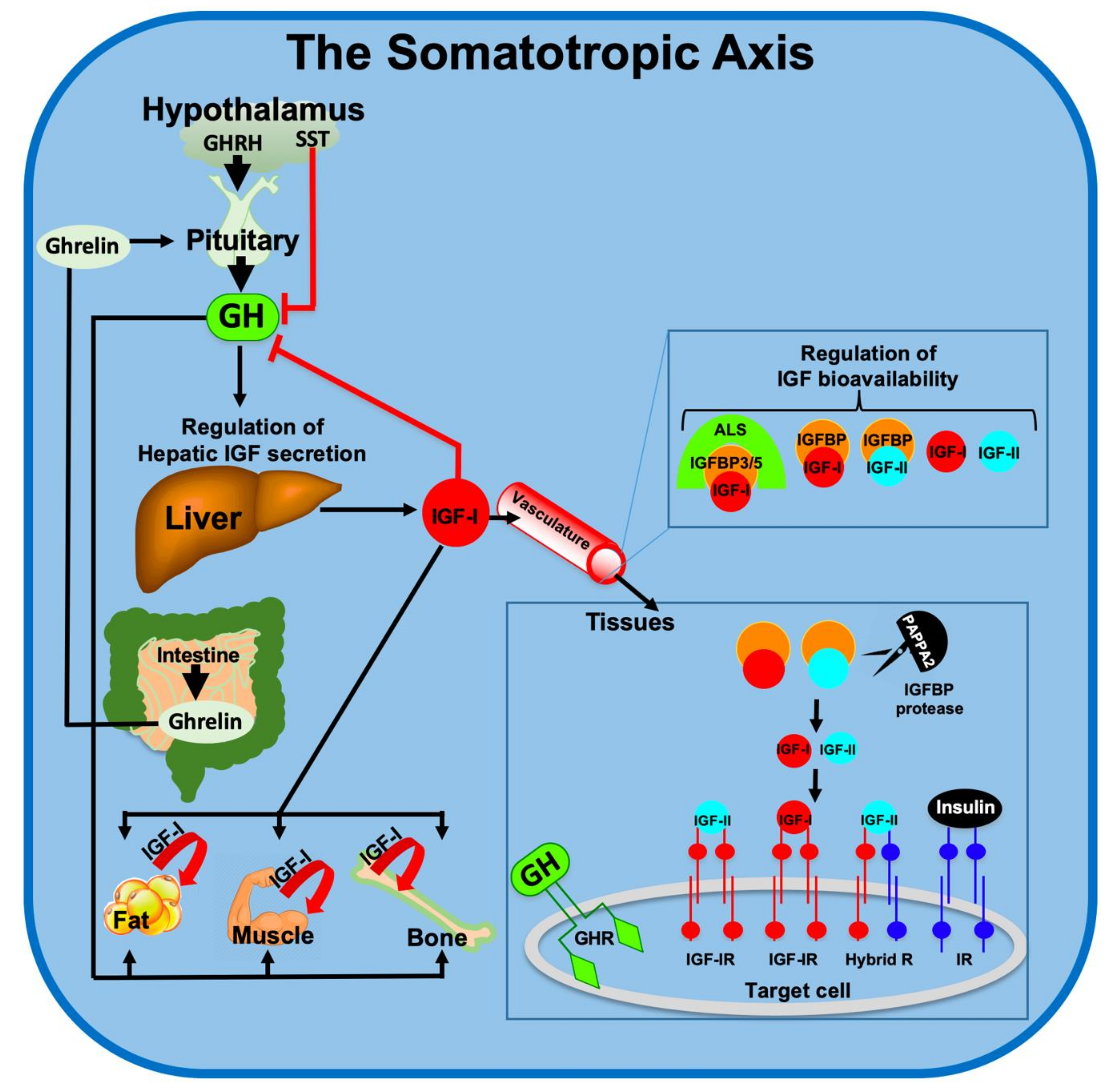 Cells | Free Full-Text | Effects of GH/IGF on the Aging Mitochondria