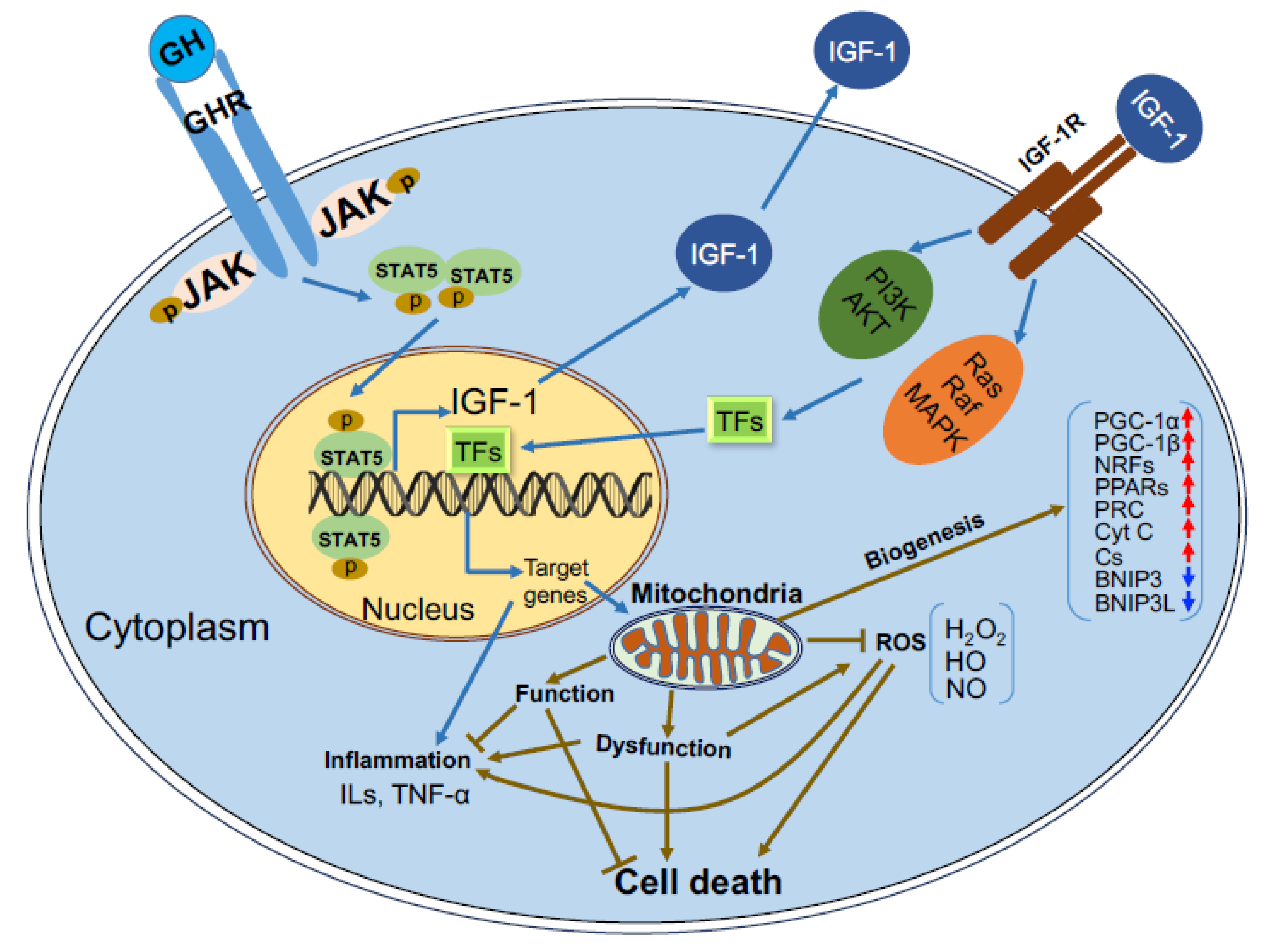 Cells | Free Full-Text | Effects of GH/IGF on the Aging Mitochondria