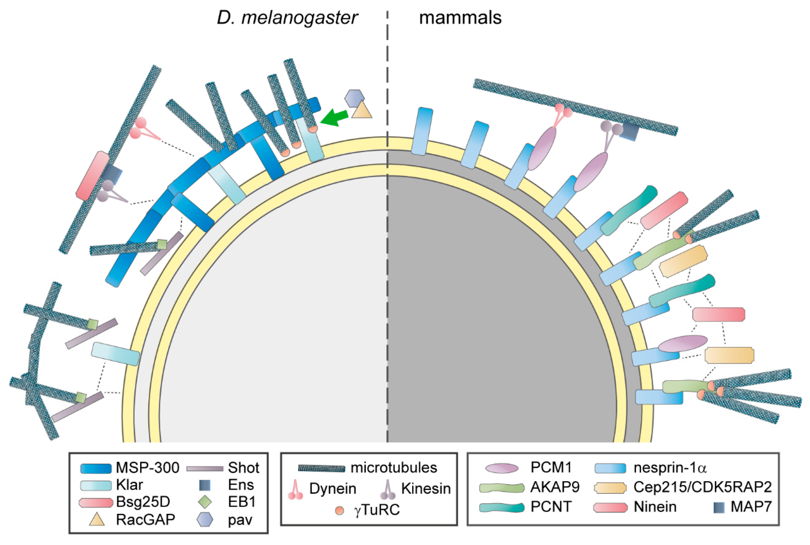 Cells Free Full Text Microtubule Organization In Striated Muscle Cells