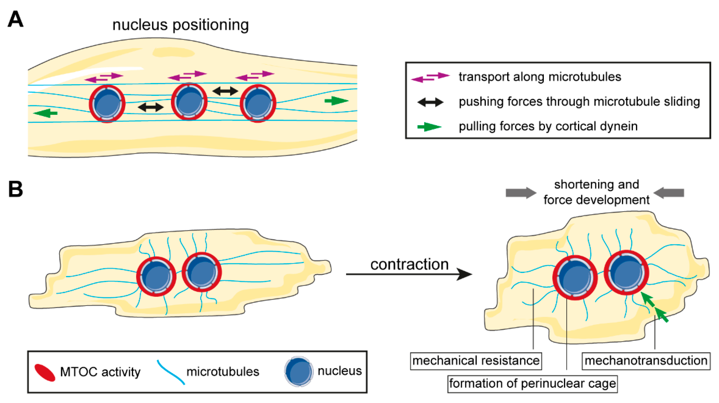 Organizing and Disorganizing Resonances of Microtubules, Stem