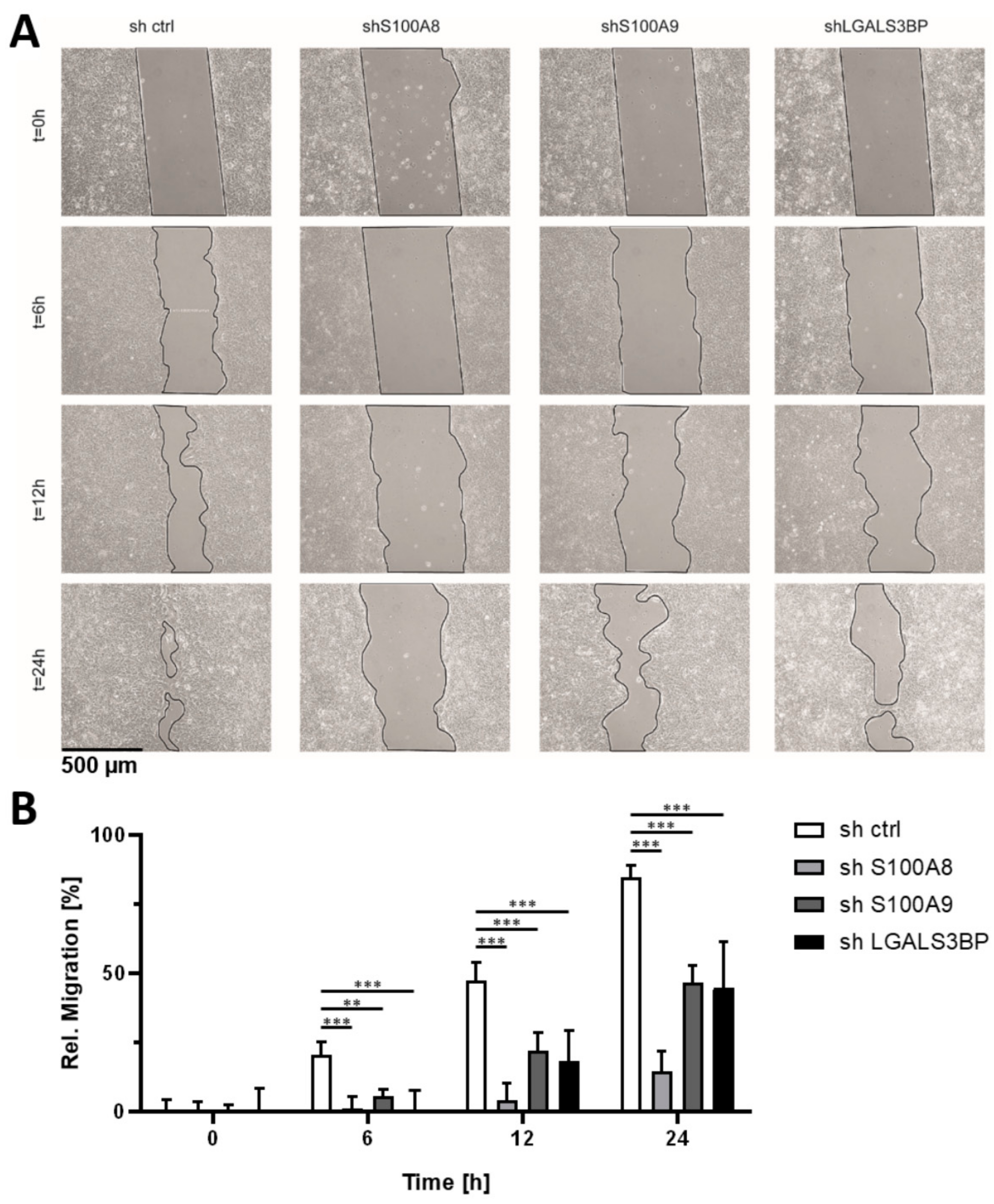Cells 09 01397 g005 Cells 09 01397 g005
