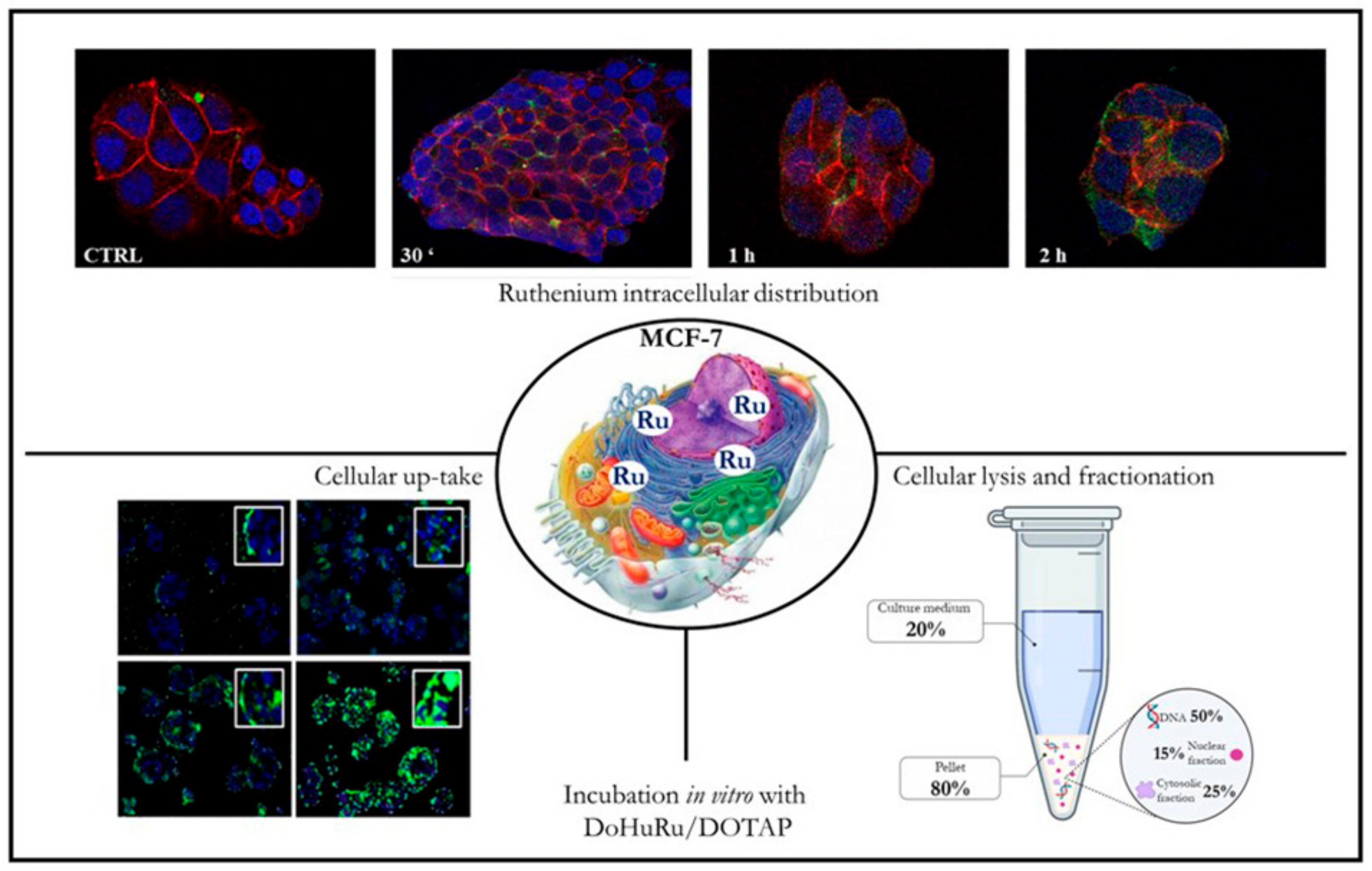 Cells 09 01412 g004 Cells 09 01412 g004