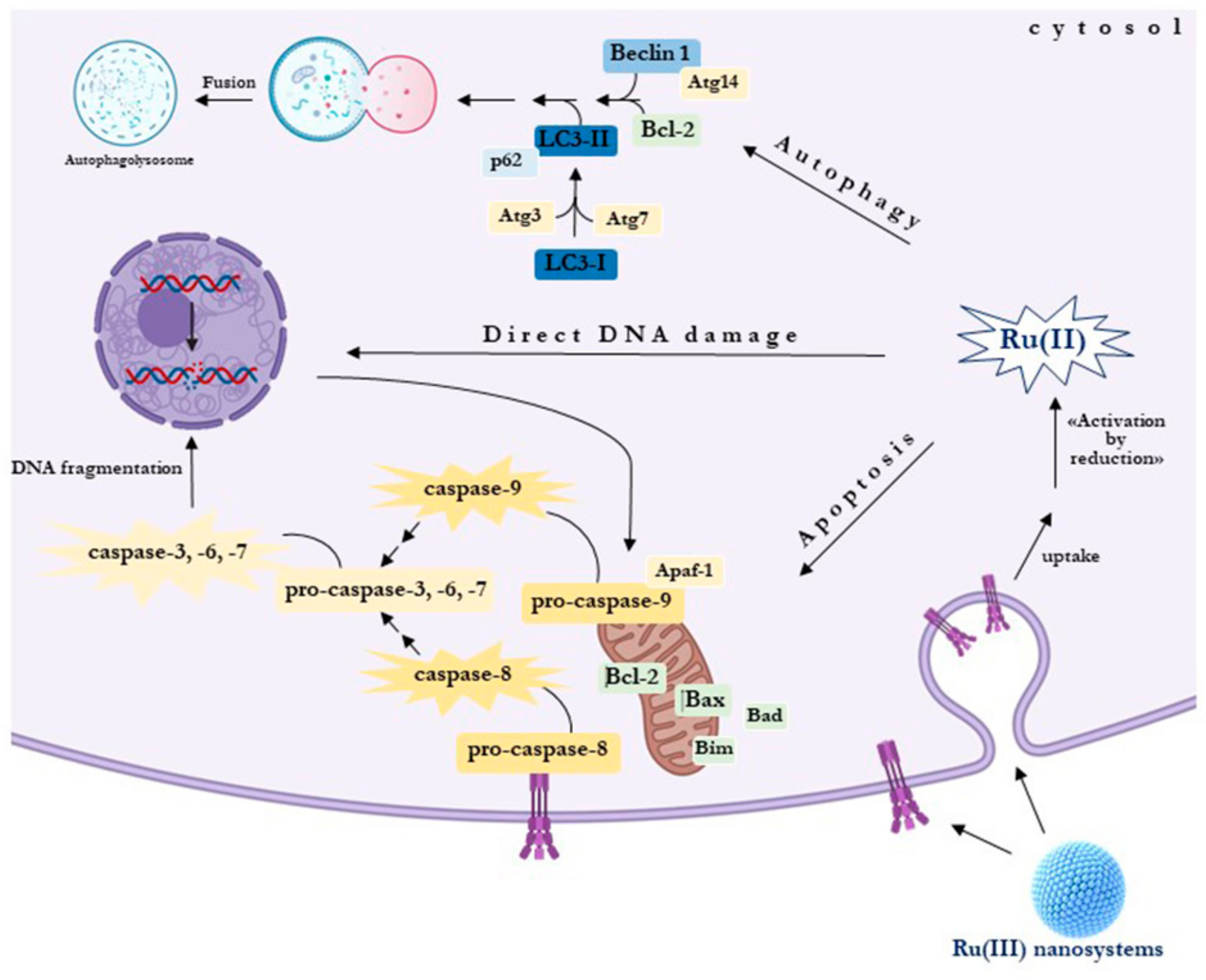 Cells 09 01412 g005 Cells 09 01412 g005
