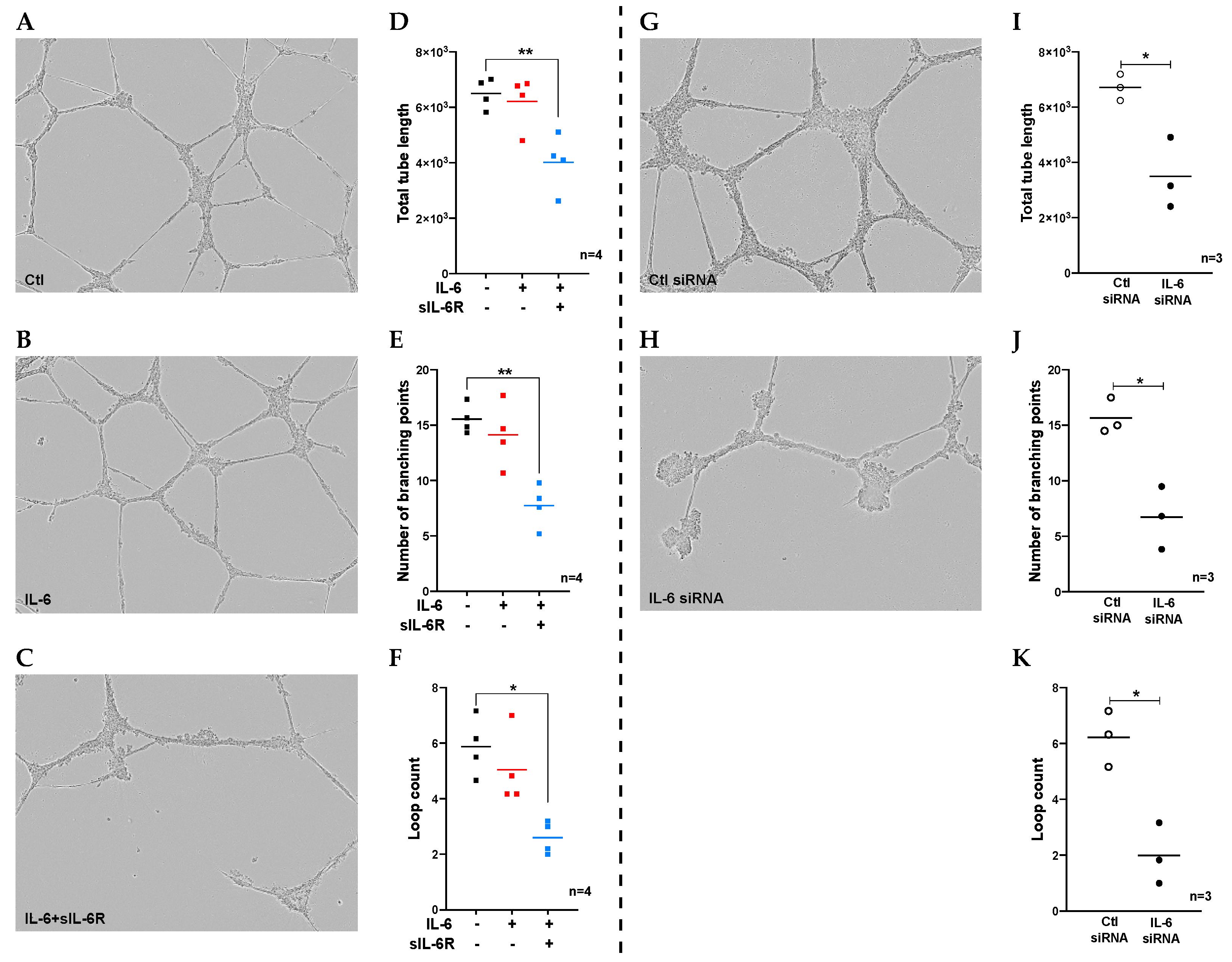 Cells 09 01414 g001 Cells 09 01414 g001