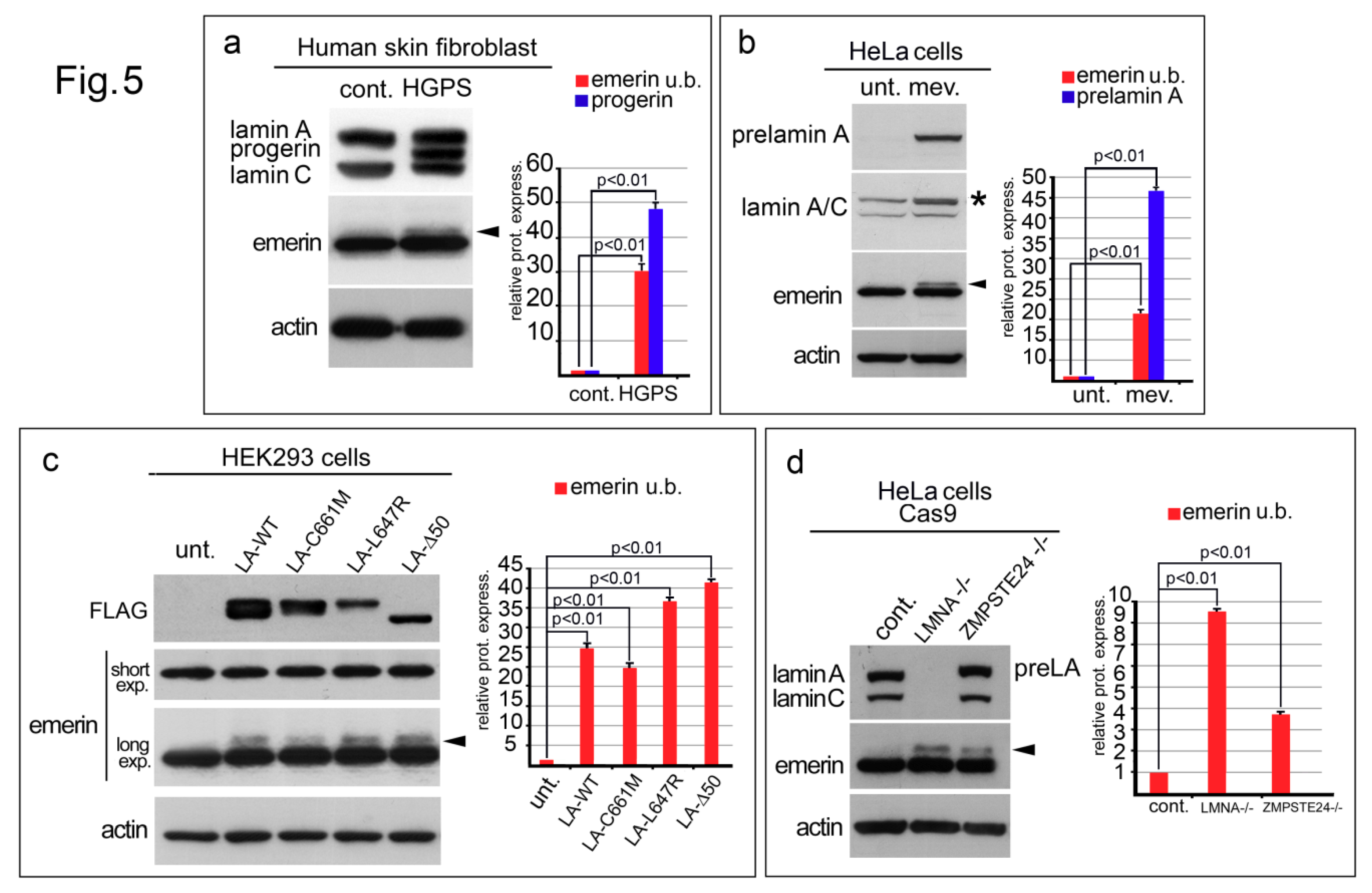 Cells 09 01415 g005 Cells 09 01415 g005