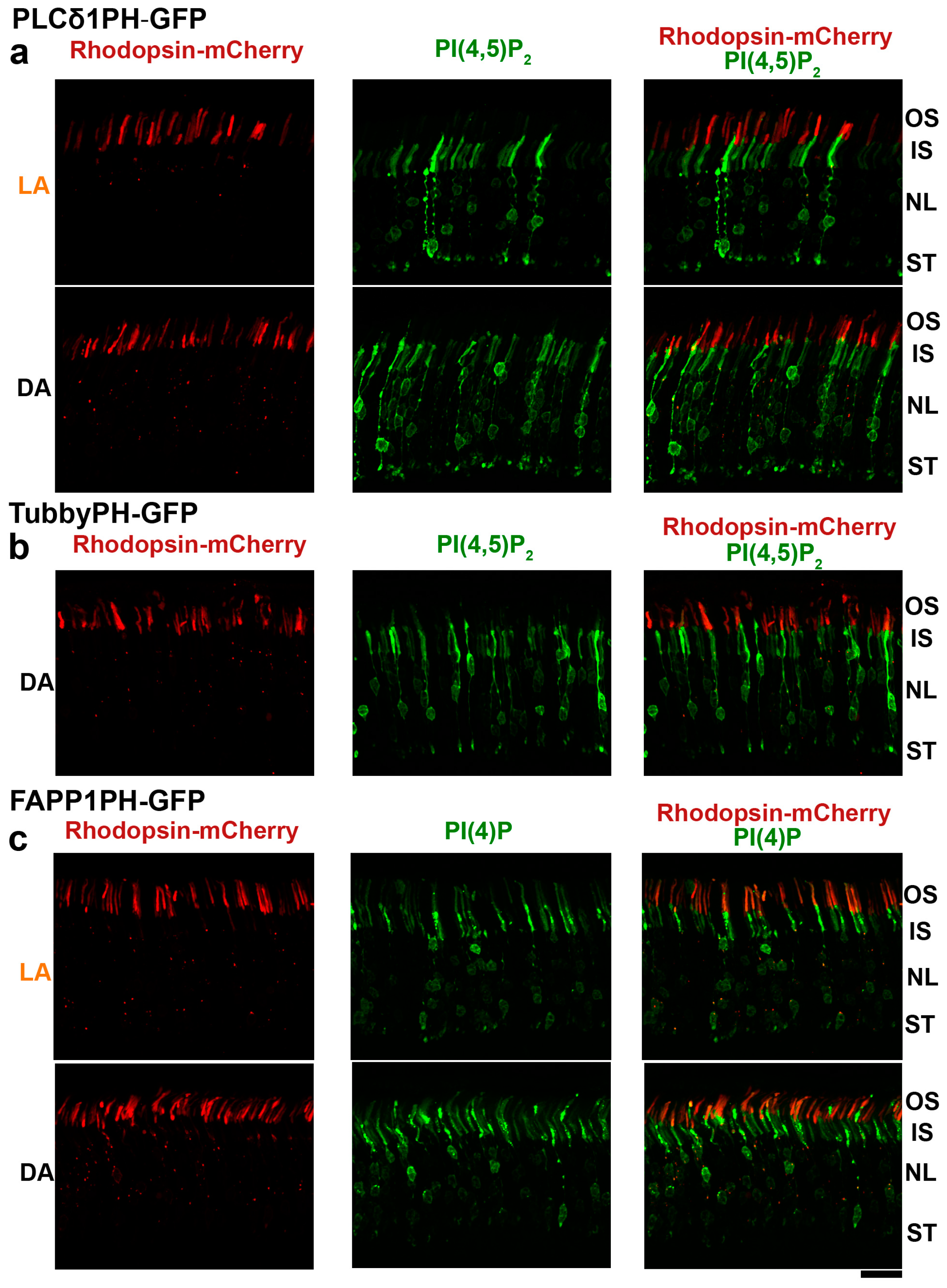 Cells 09 01417 g003 Cells 09 01417 g003