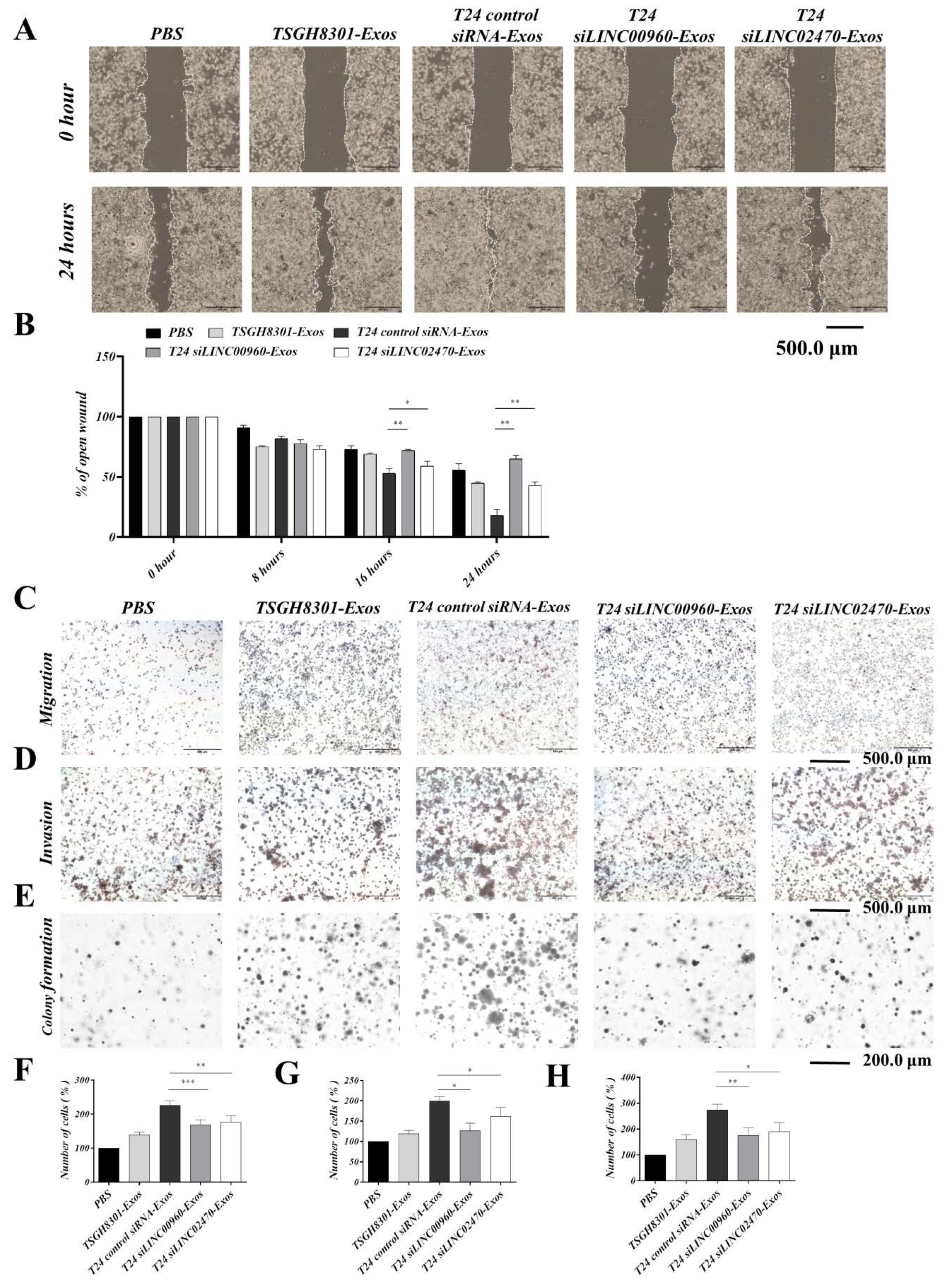 Cells 09 01419 g007 Cells 09 01419 g007
