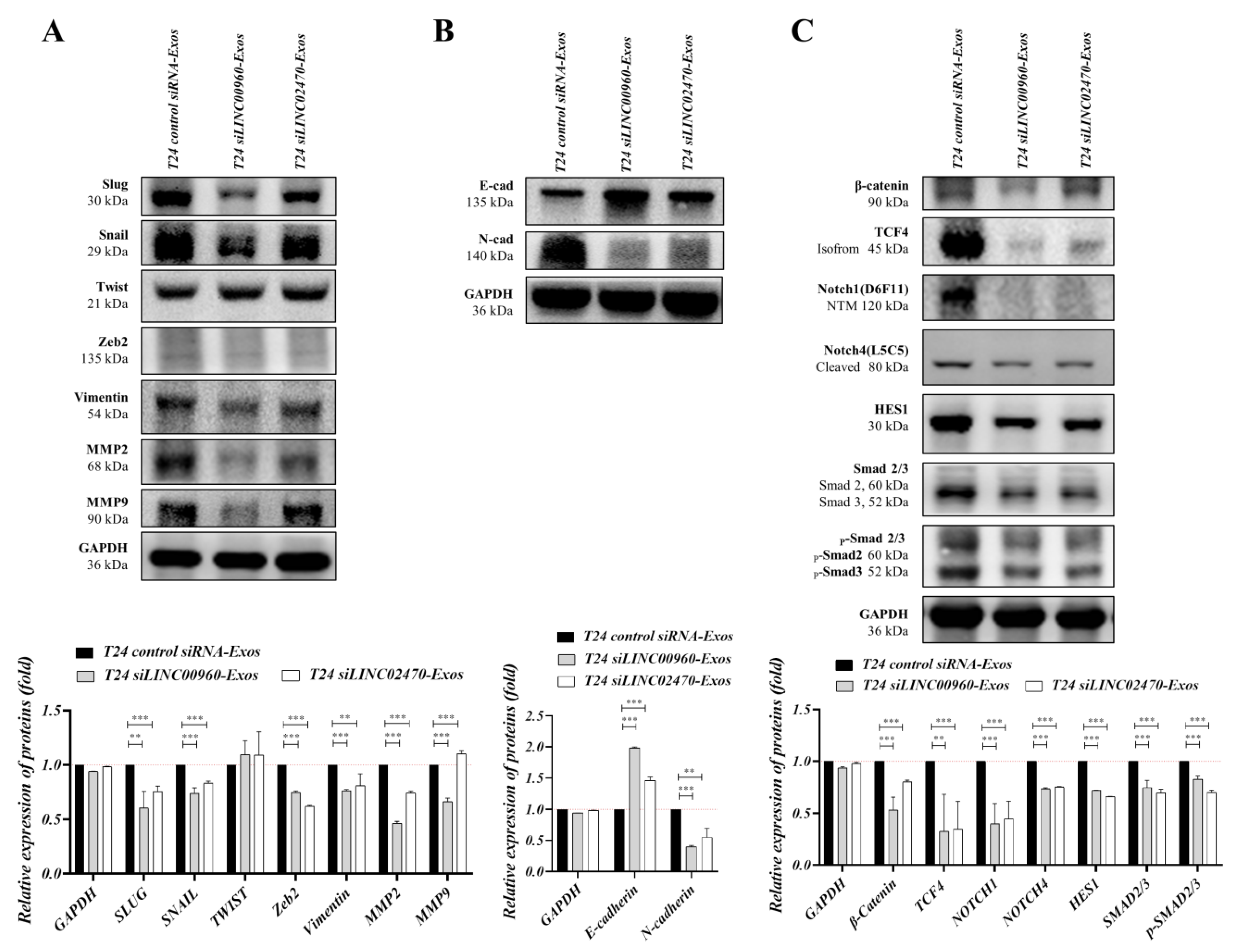 Cells 09 01419 g008 Cells 09 01419 g008