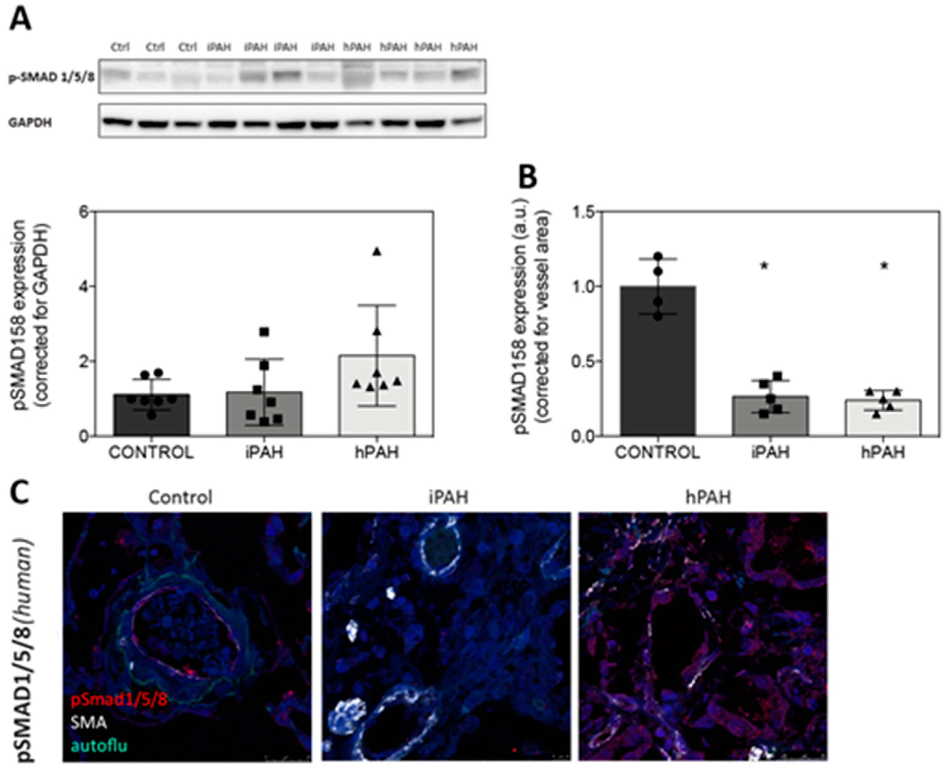 Cells 09 01422 g002 Cells 09 01422 g002
