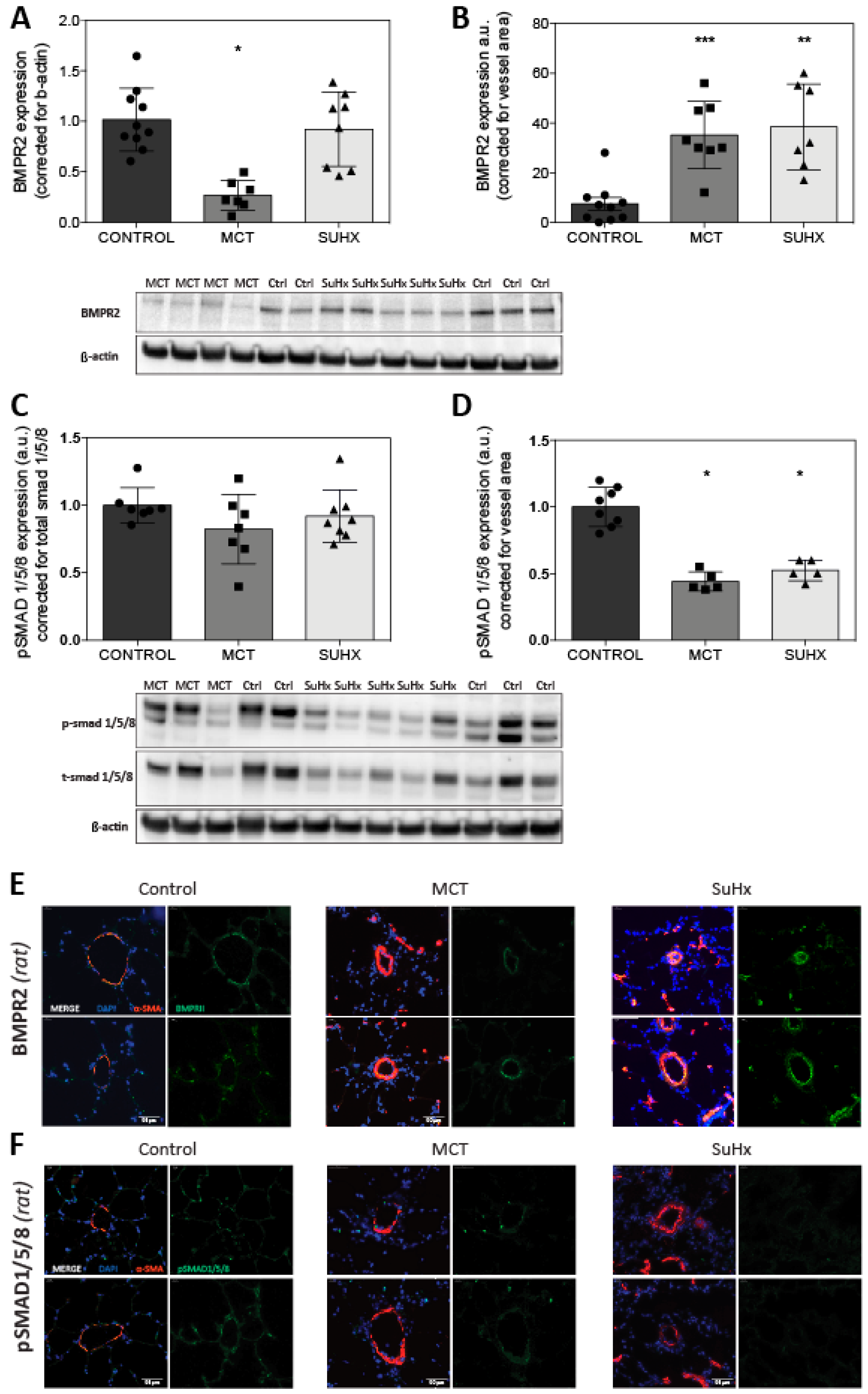 Cells 09 01422 g004 Cells 09 01422 g004