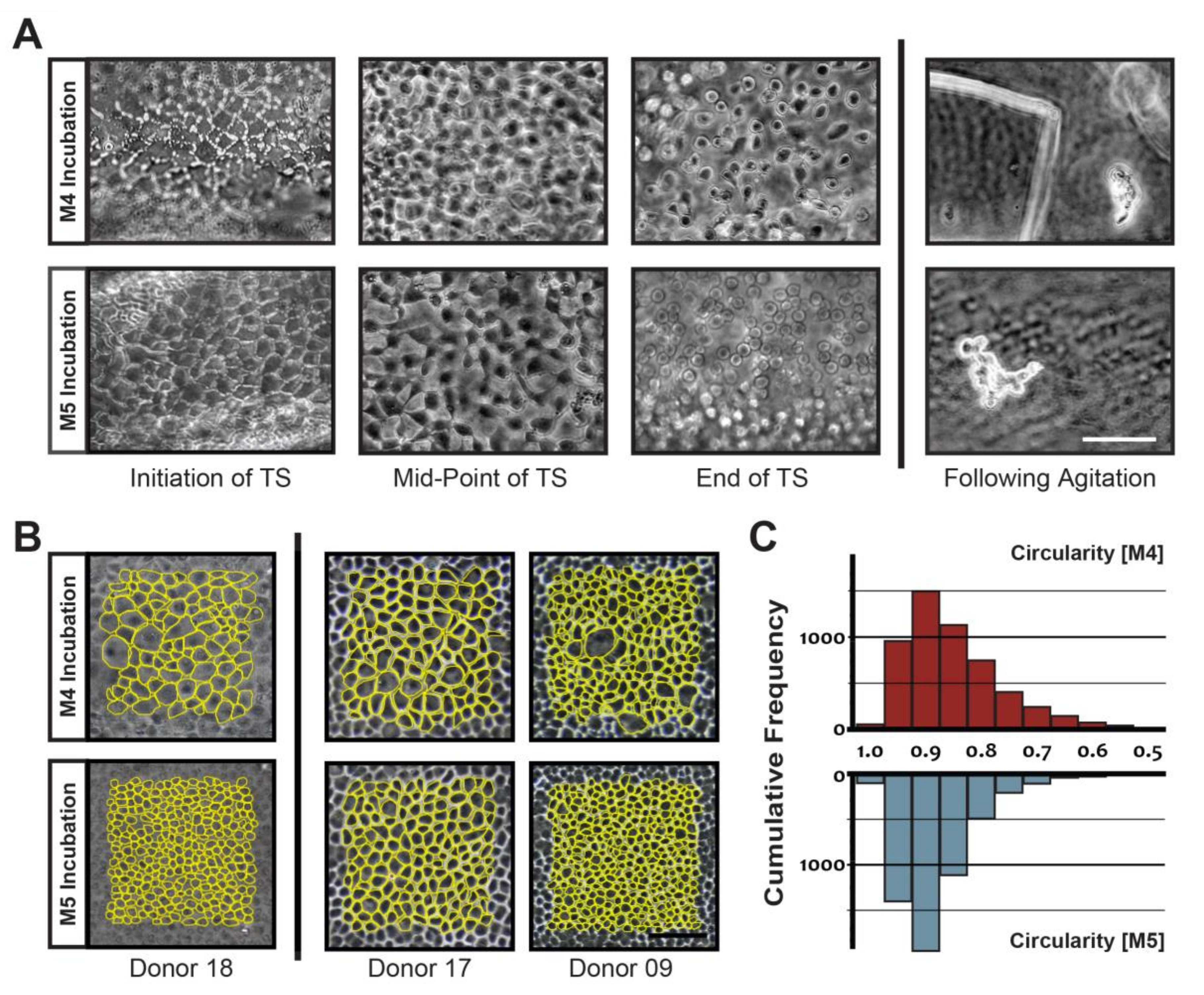 Cells 09 01428 g001 Cells 09 01428 g001