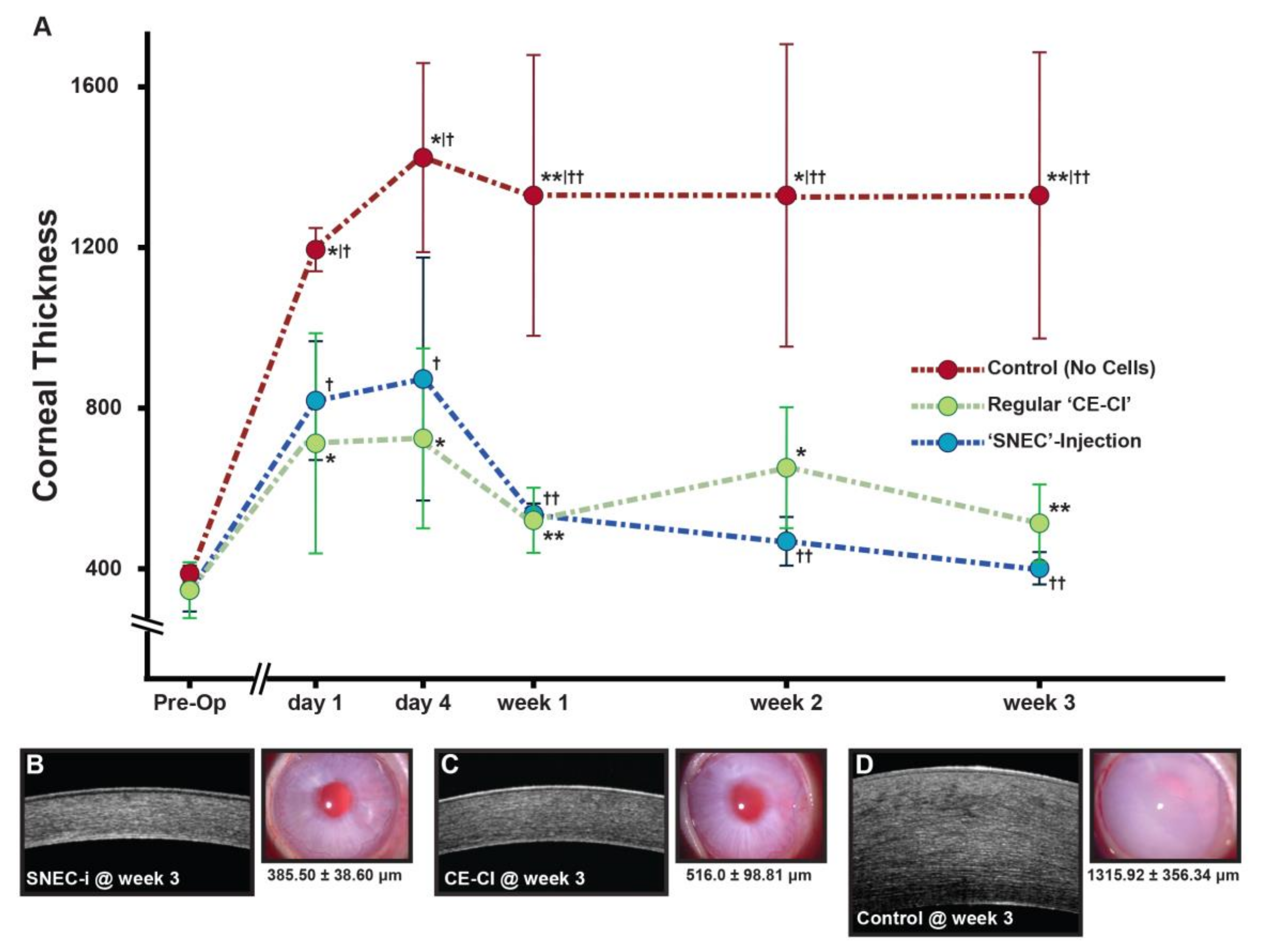 Cells 09 01428 g002 Cells 09 01428 g002