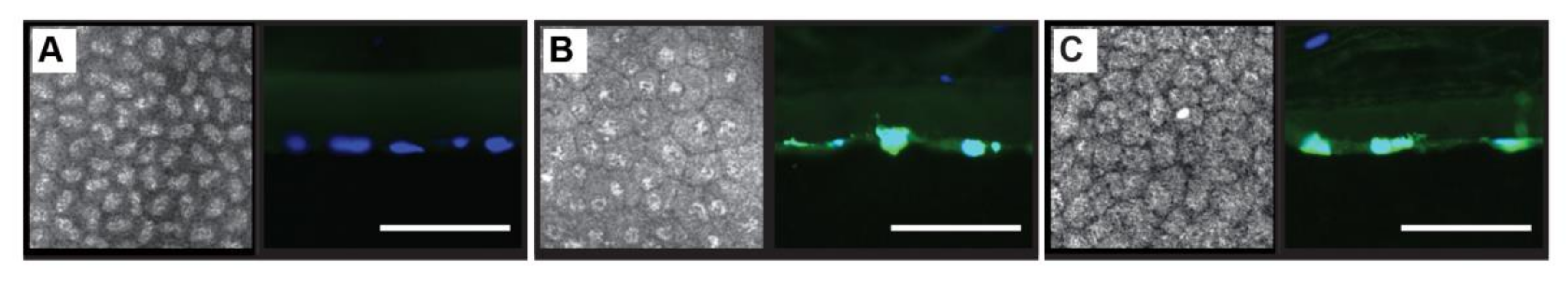 Cells 09 01428 g003 Cells 09 01428 g003