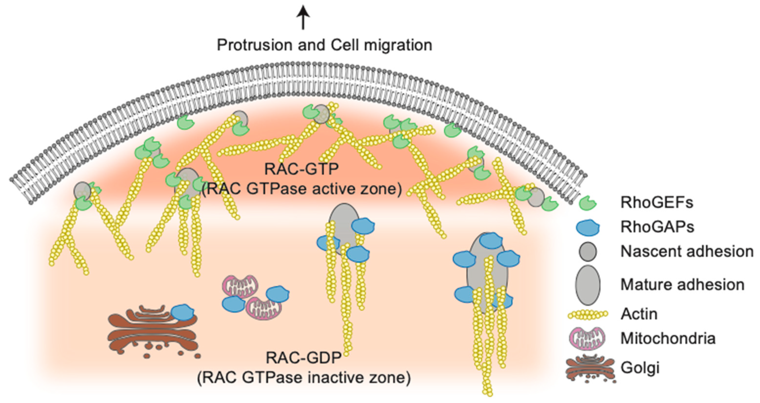 Cells 09 01430 g004