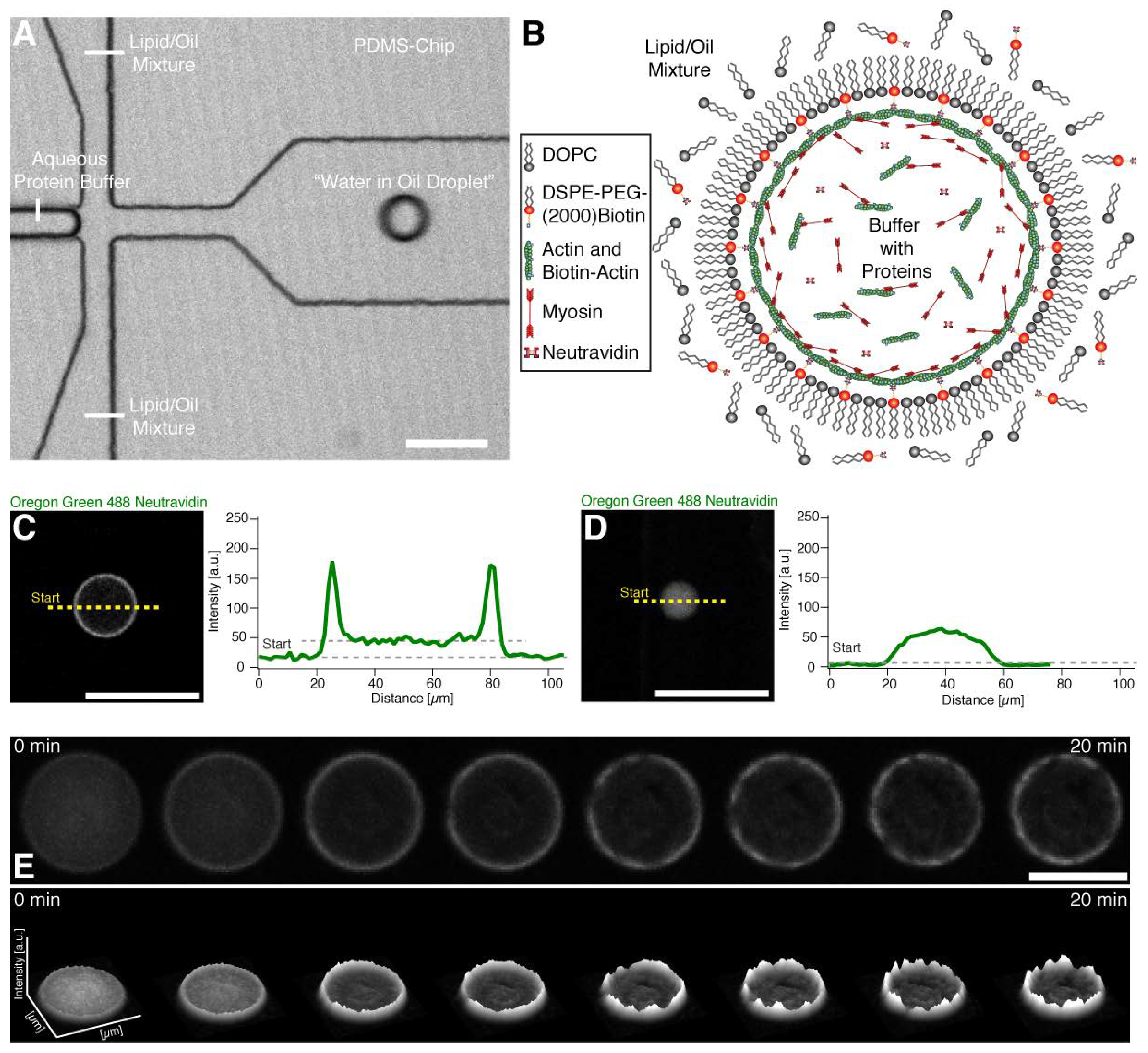 Cells 09 01432 g001 Cells 09 01432 g001