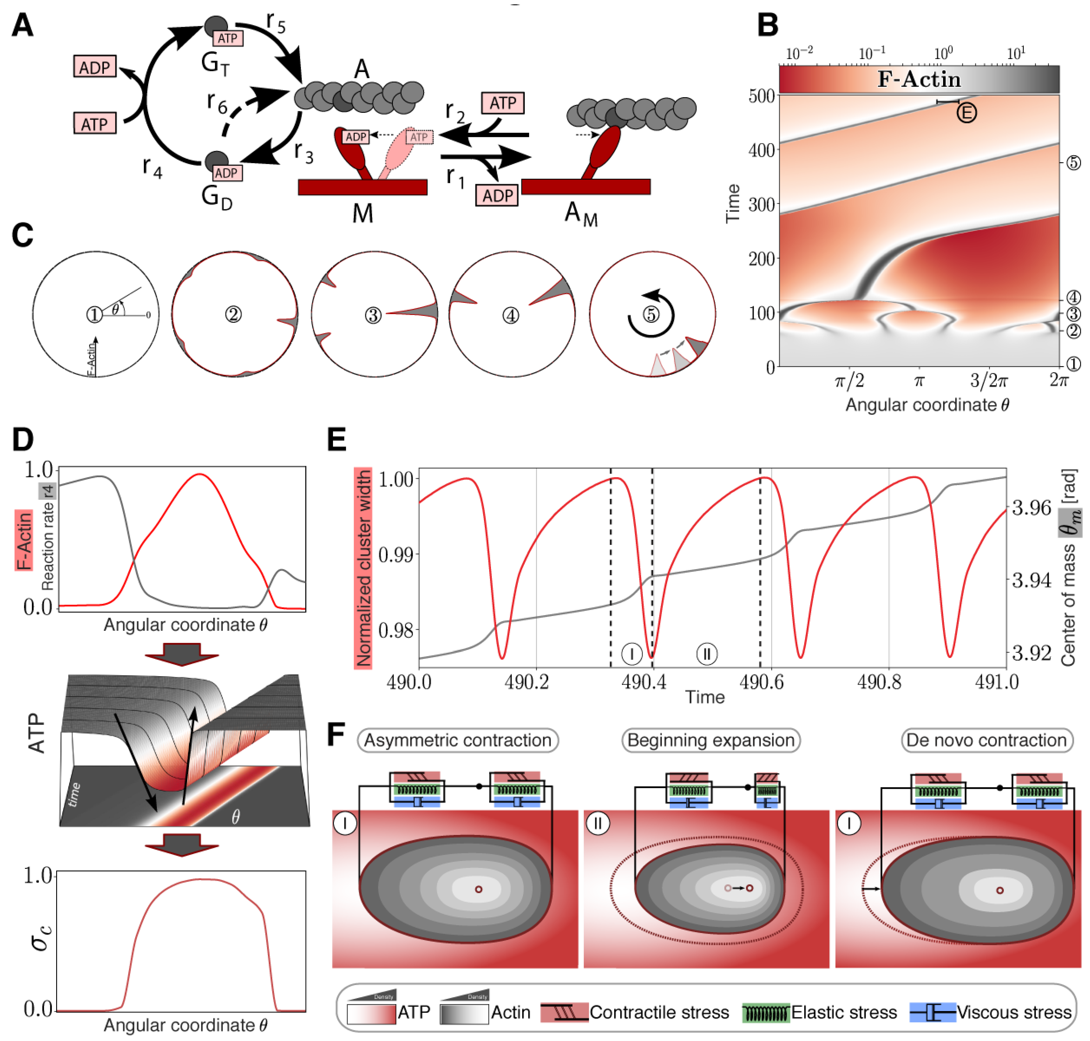 Cells 09 01432 g003 Cells 09 01432 g003