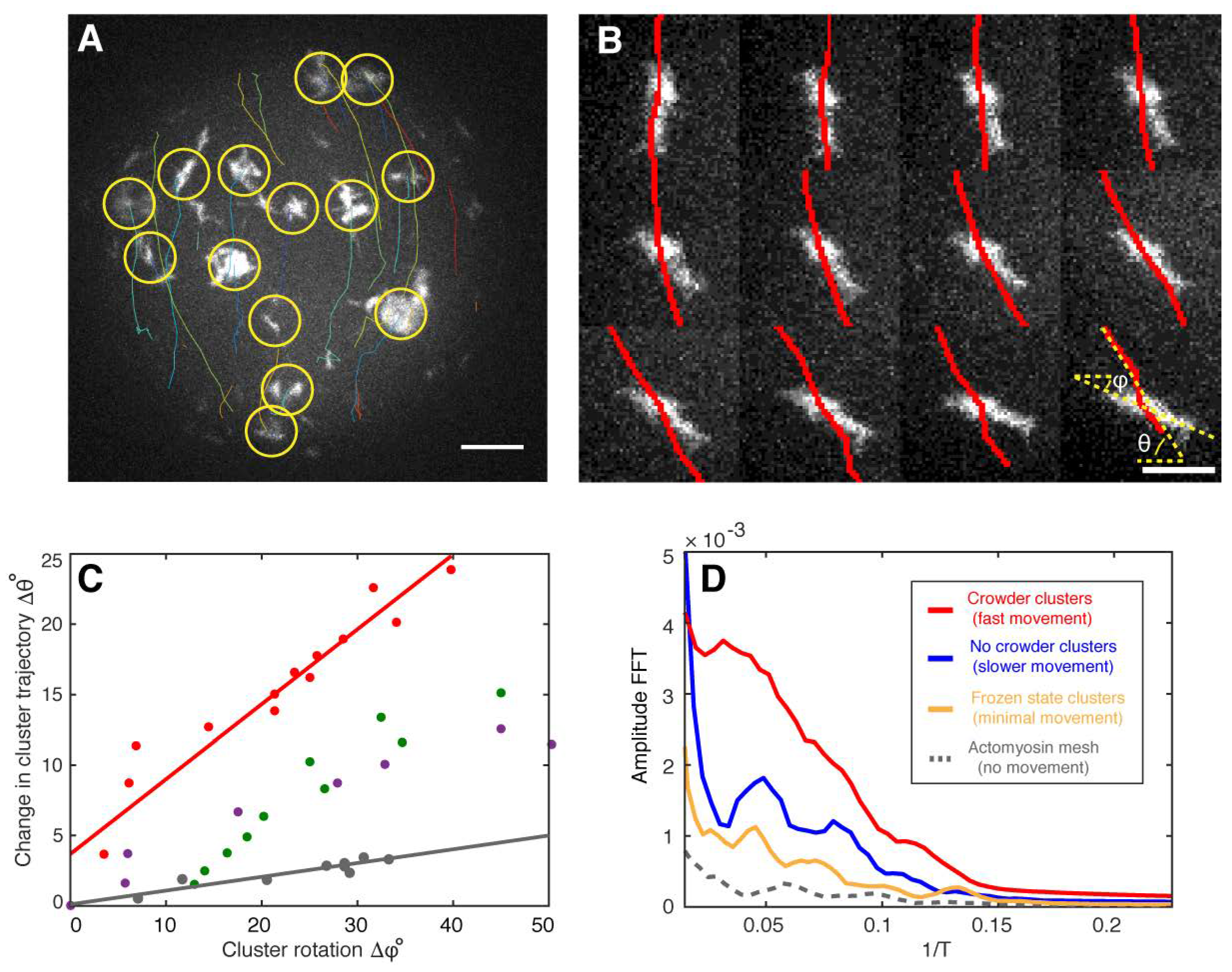 Cells 09 01432 g004 Cells 09 01432 g004