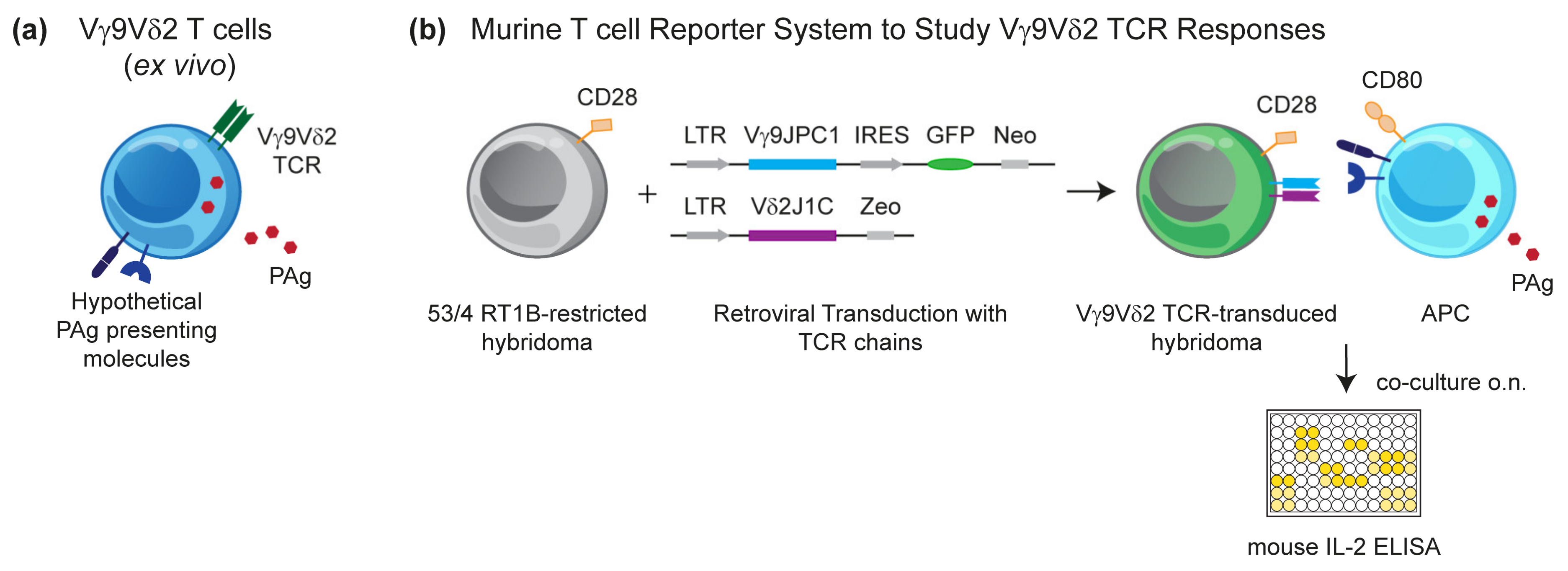 Cells 09 01433 g002 Cells 09 01433 g002