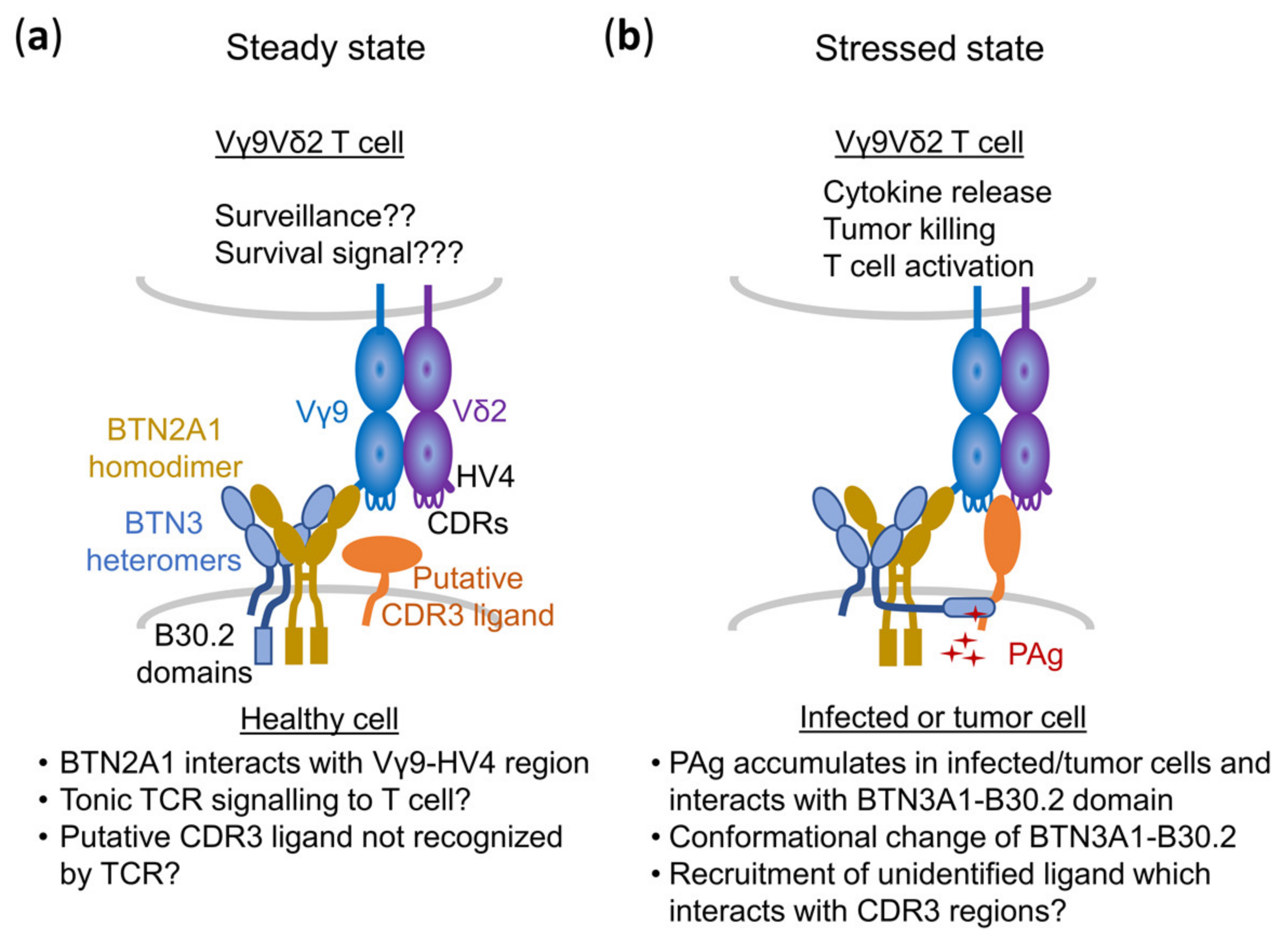 Cells 09 01433 g006 Cells 09 01433 g006