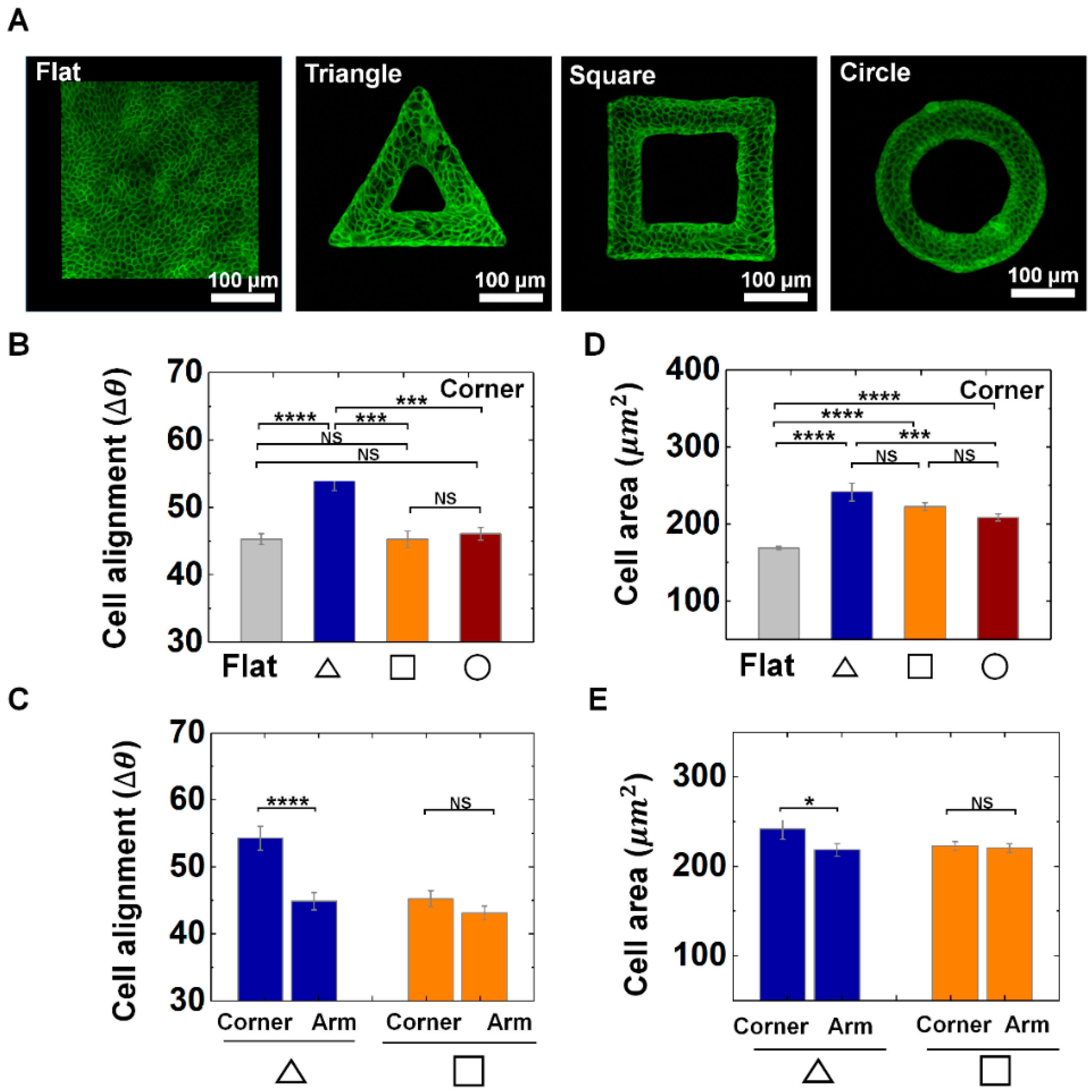Cells 09 01434 g002