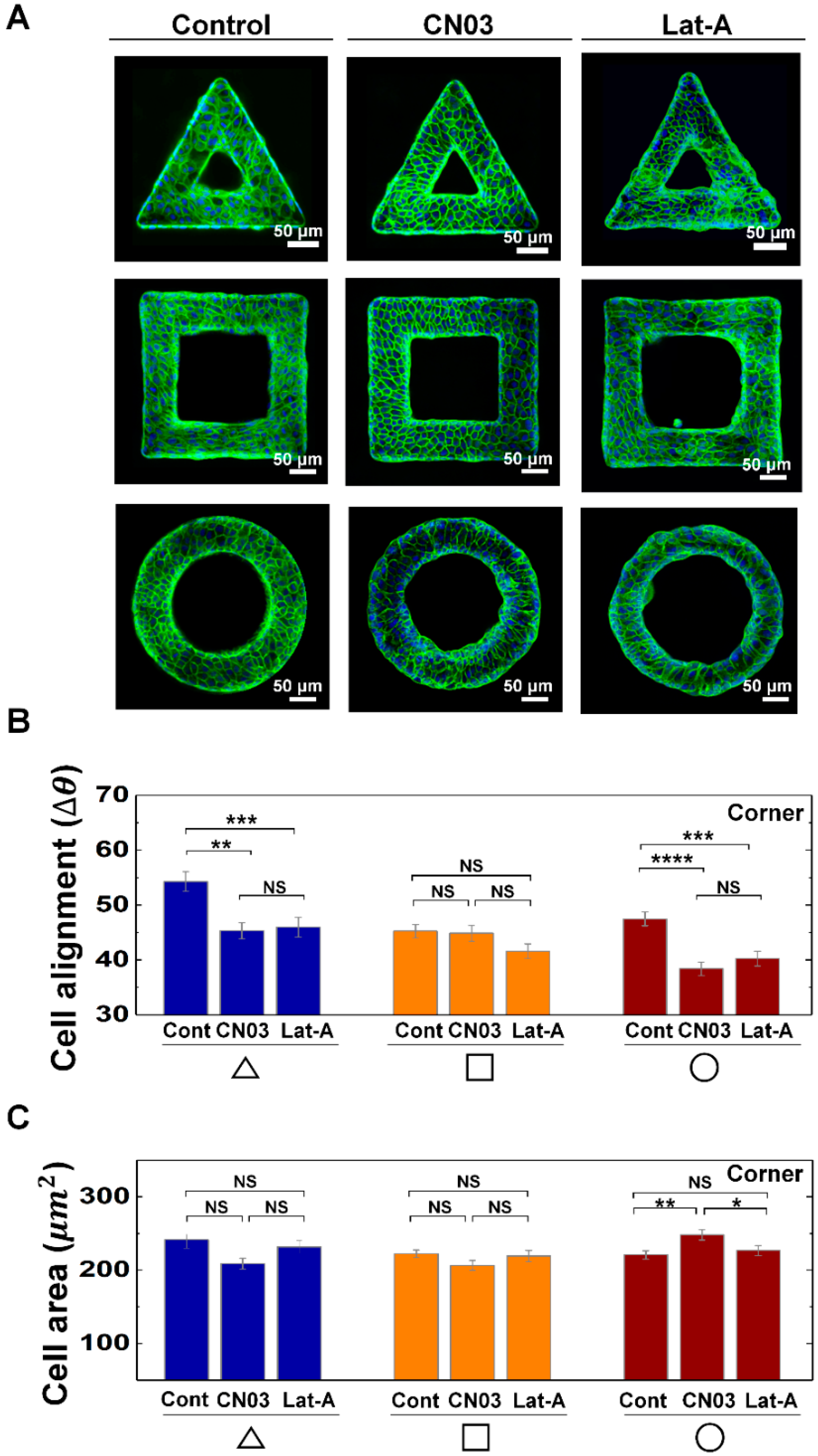 Cells 09 01434 g003