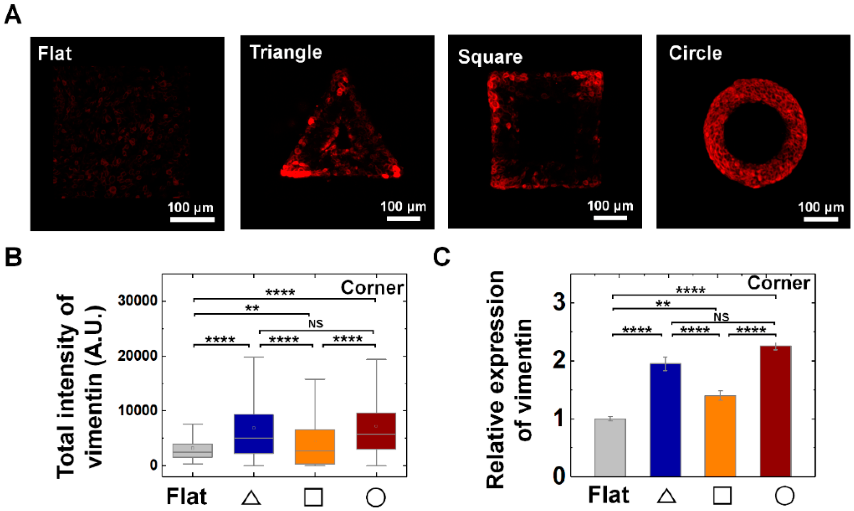 Cells 09 01434 g004