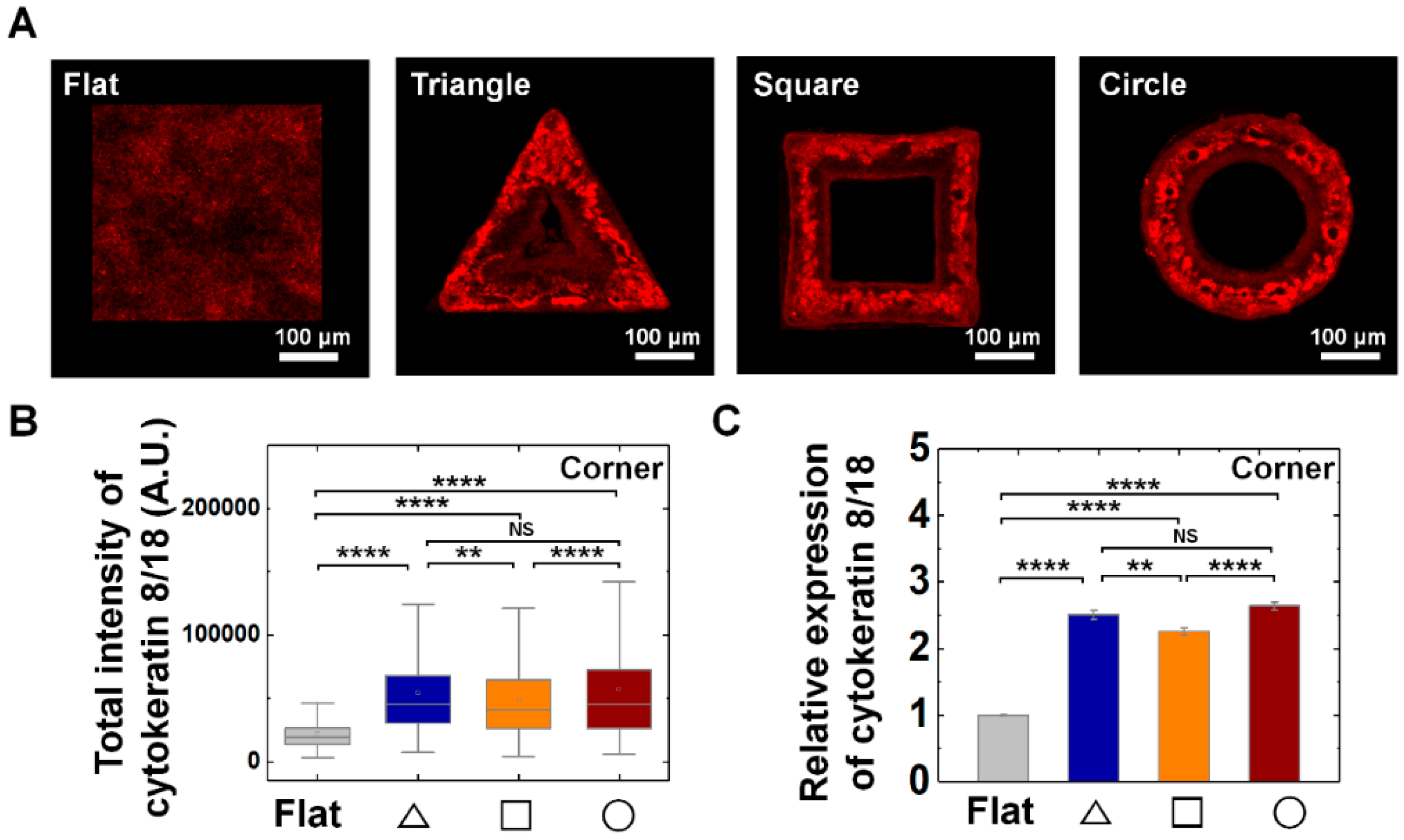 epithelial cells exhibit modifications that adapt them for