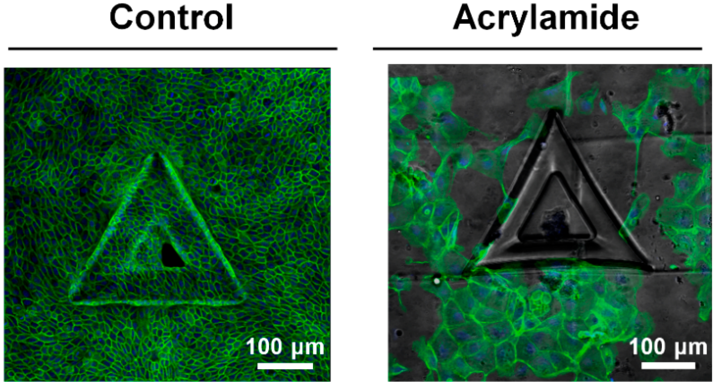 epithelial cells exhibit modifications that adapt them for