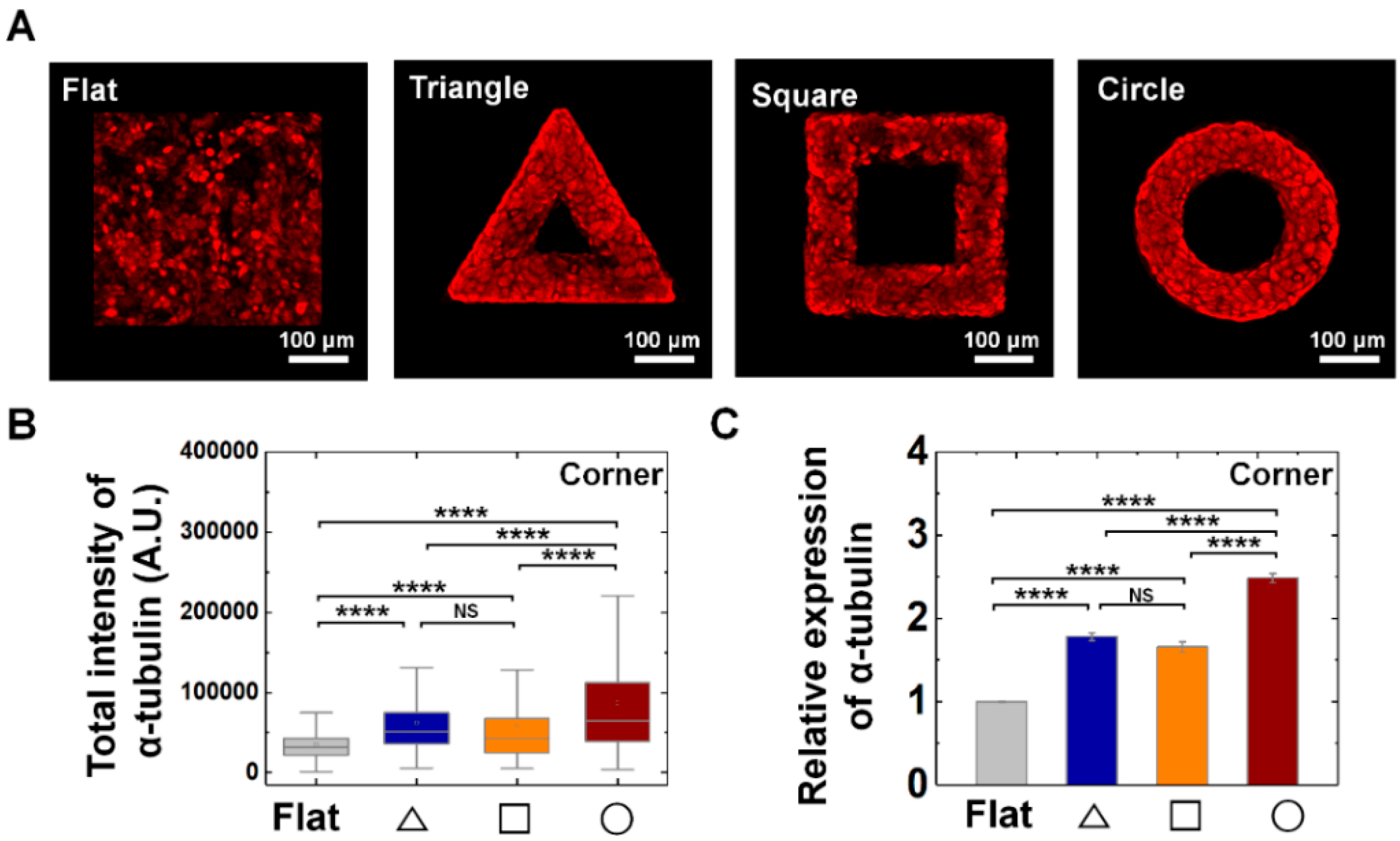 Cells 09 01434 g007