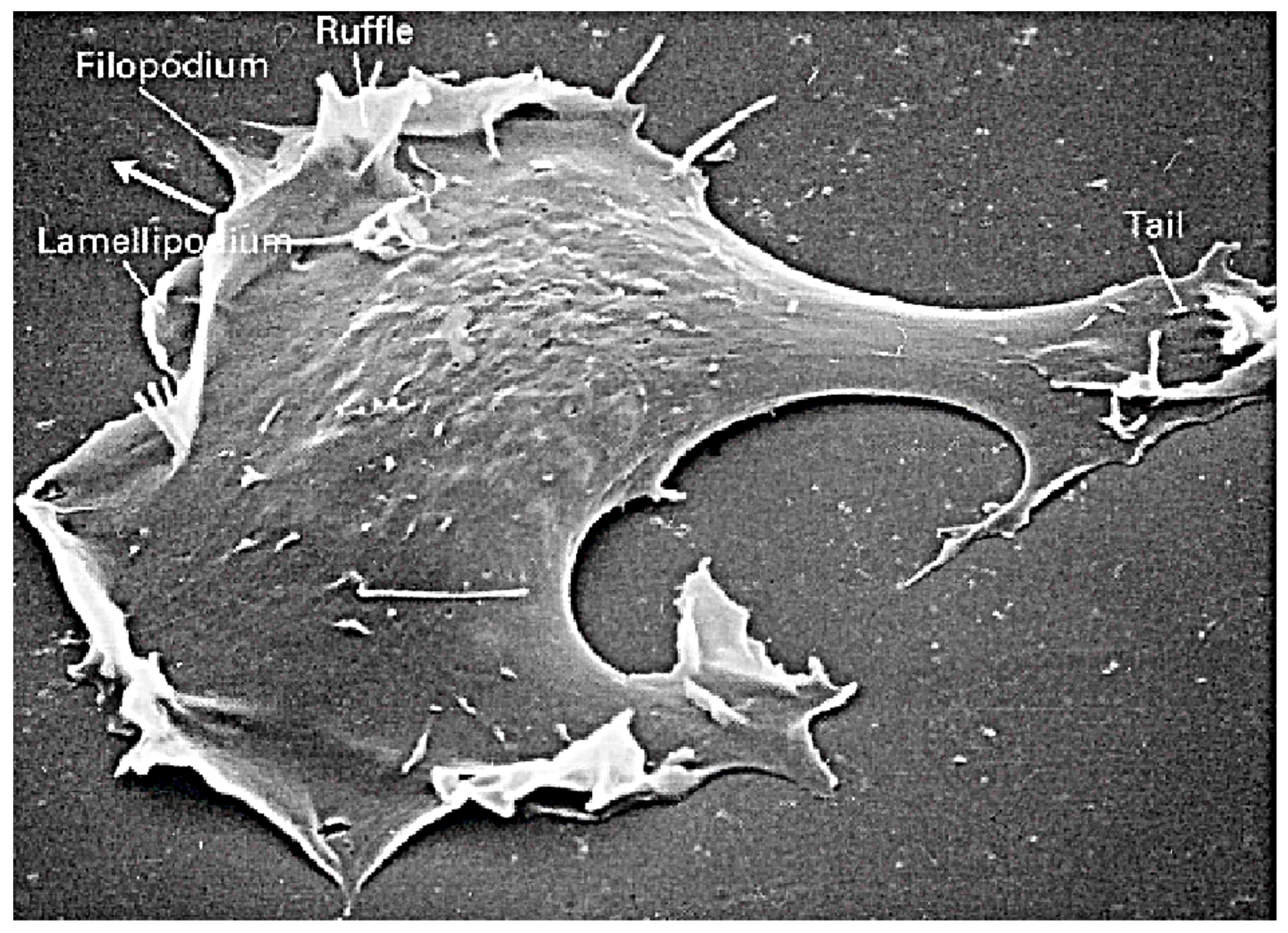 Cells 09 01437 g001 Cells 09 01437 g001