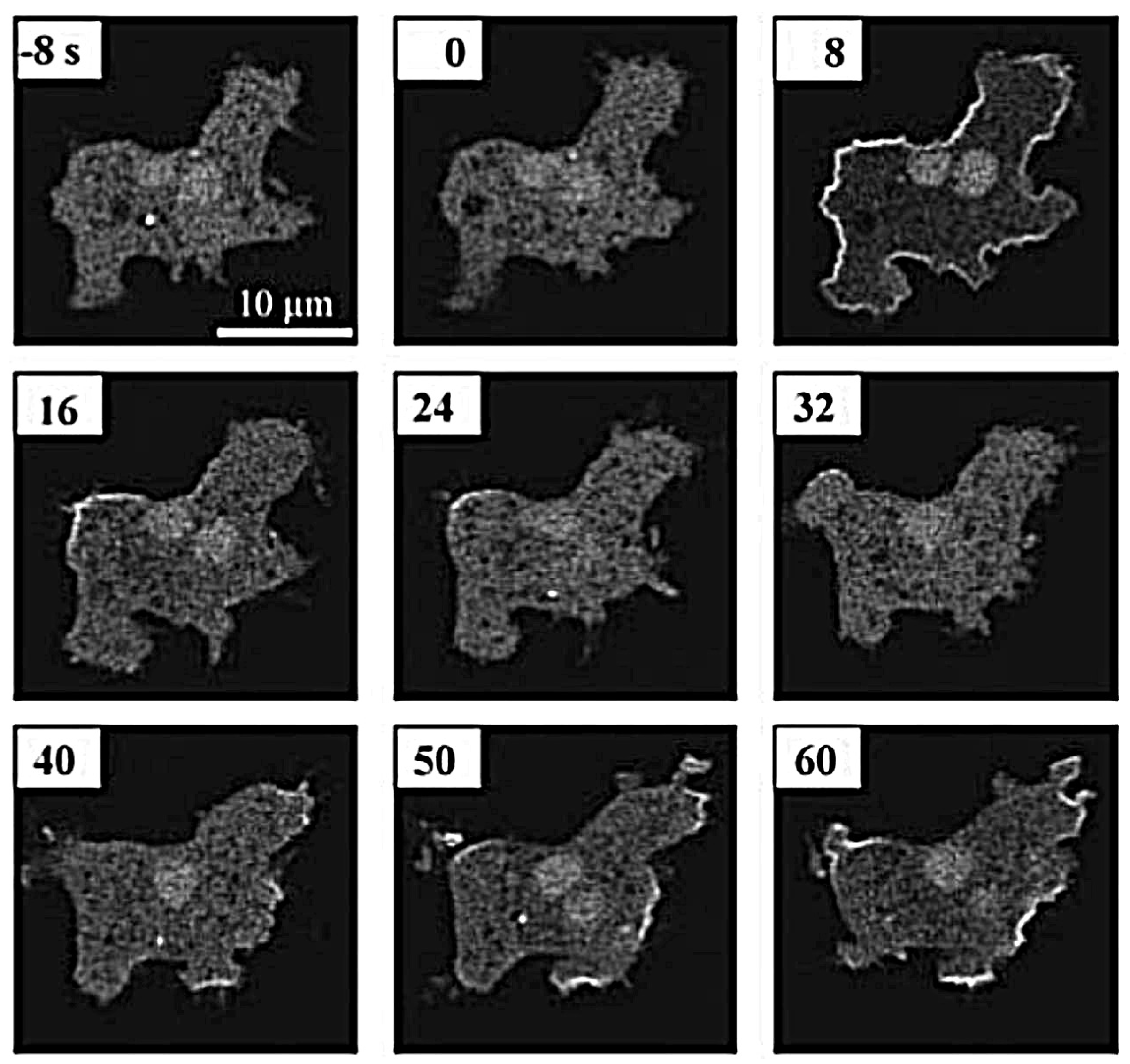 Cells 09 01437 g006 Cells 09 01437 g006