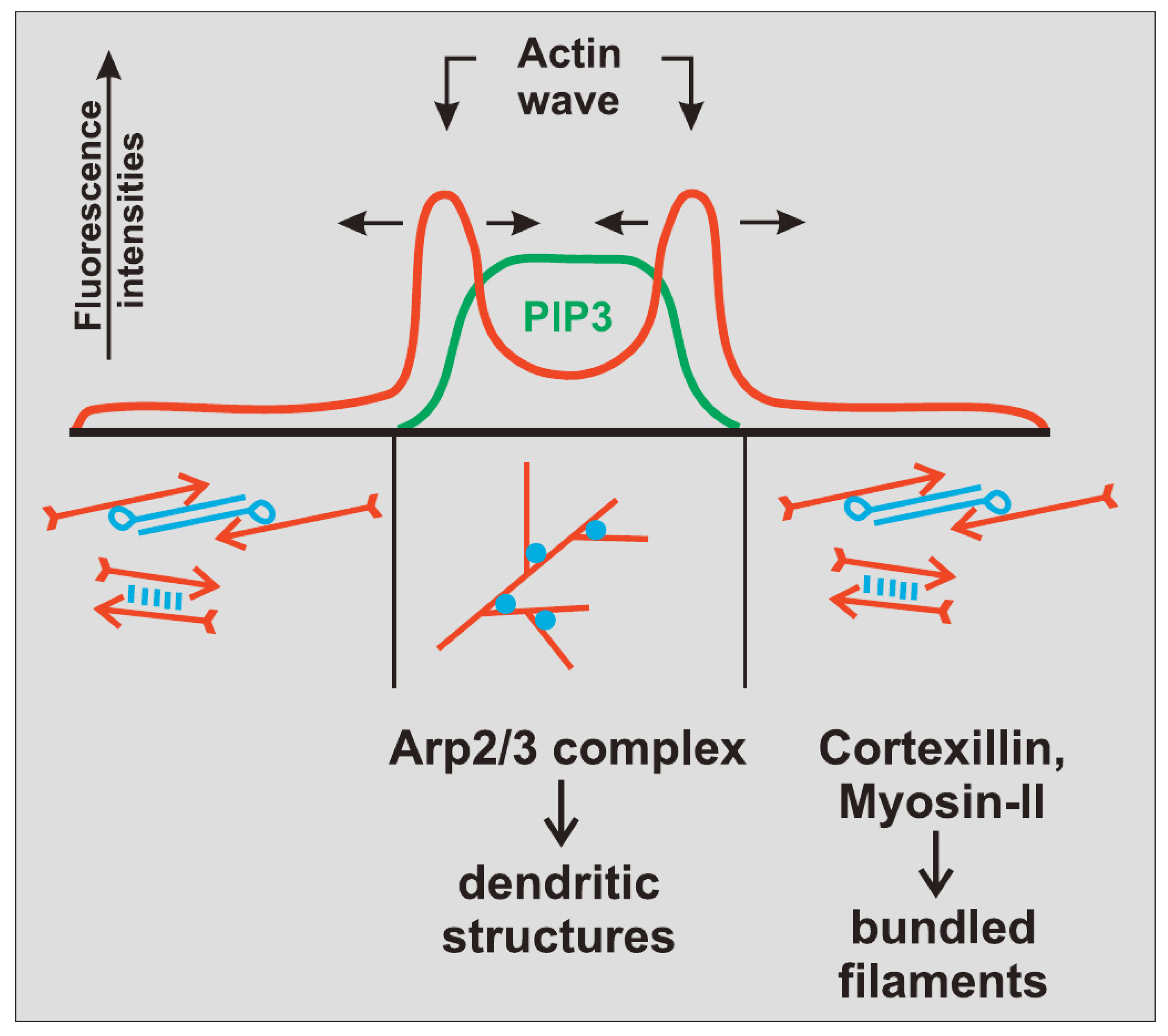 Cells 09 01437 g007 Cells 09 01437 g007