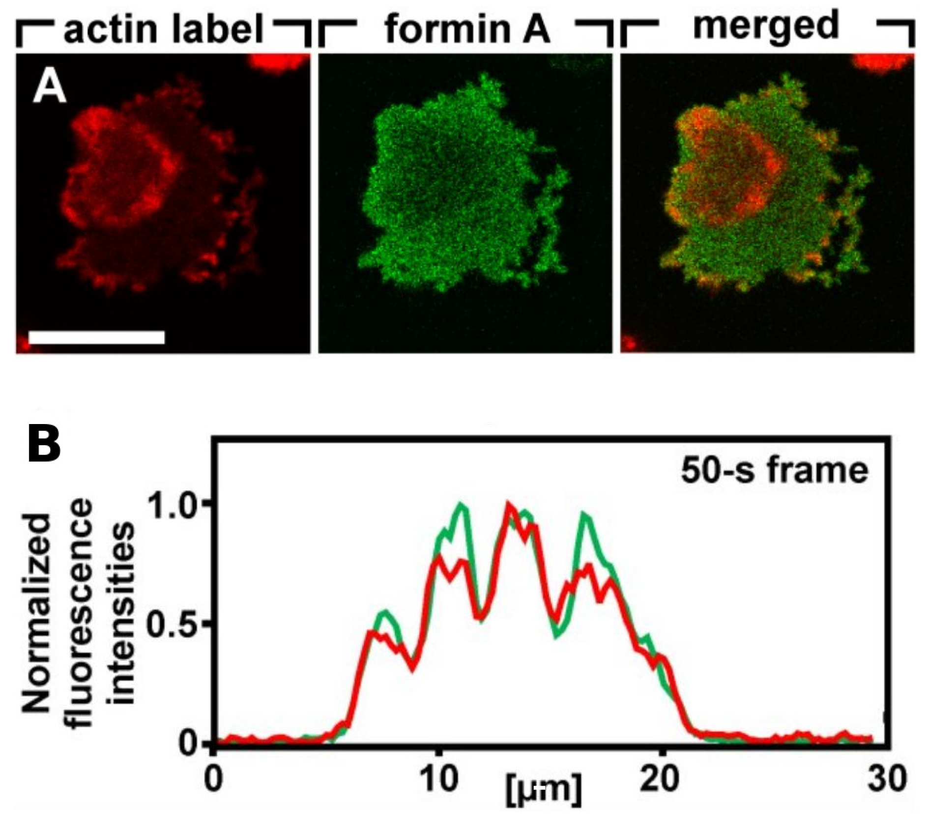 Cells 09 01437 g008 Cells 09 01437 g008