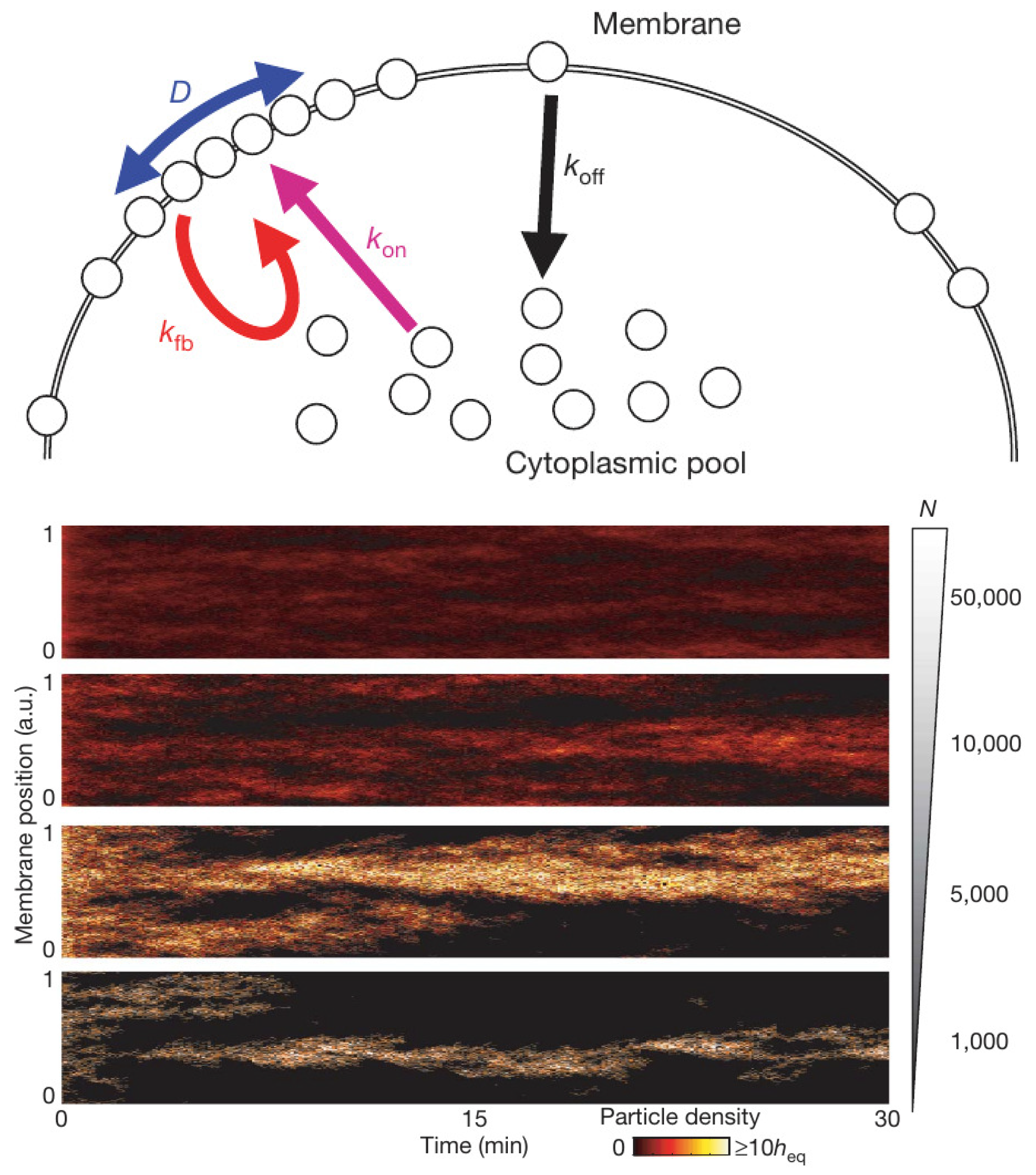 Cells 09 01437 g016 Cells 09 01437 g016