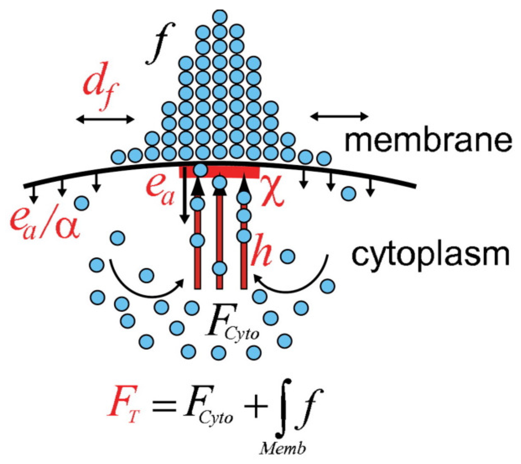 Cells 09 01437 g017 Cells 09 01437 g017