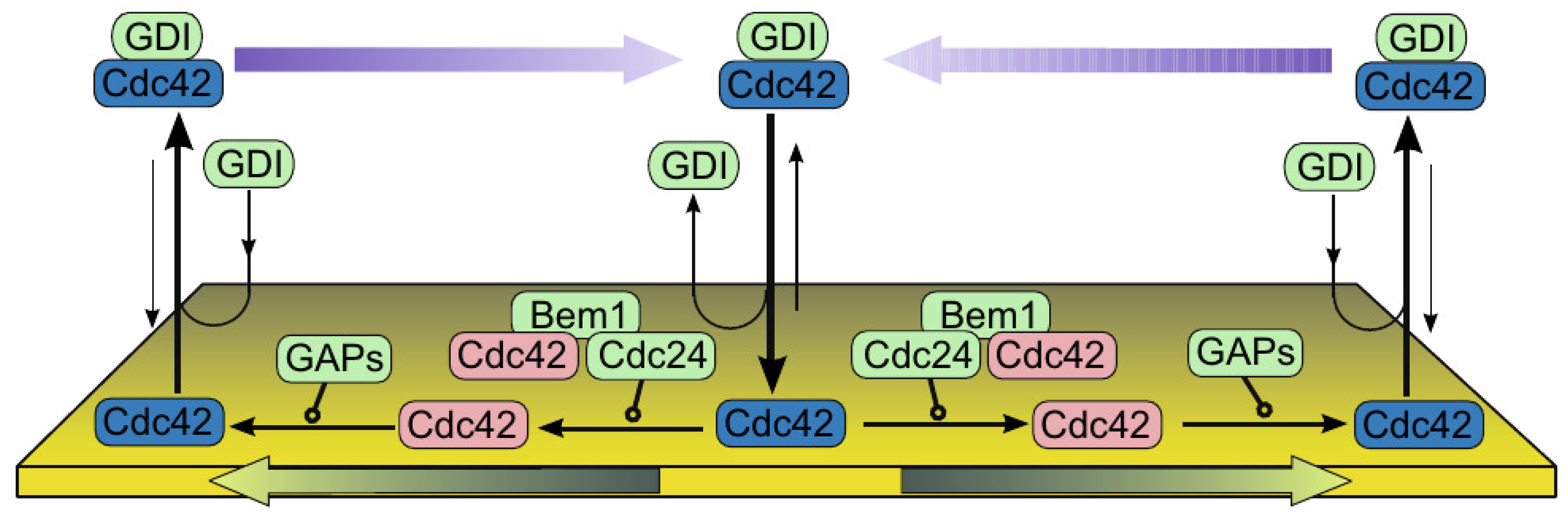 Cells 09 01437 g018 Cells 09 01437 g018