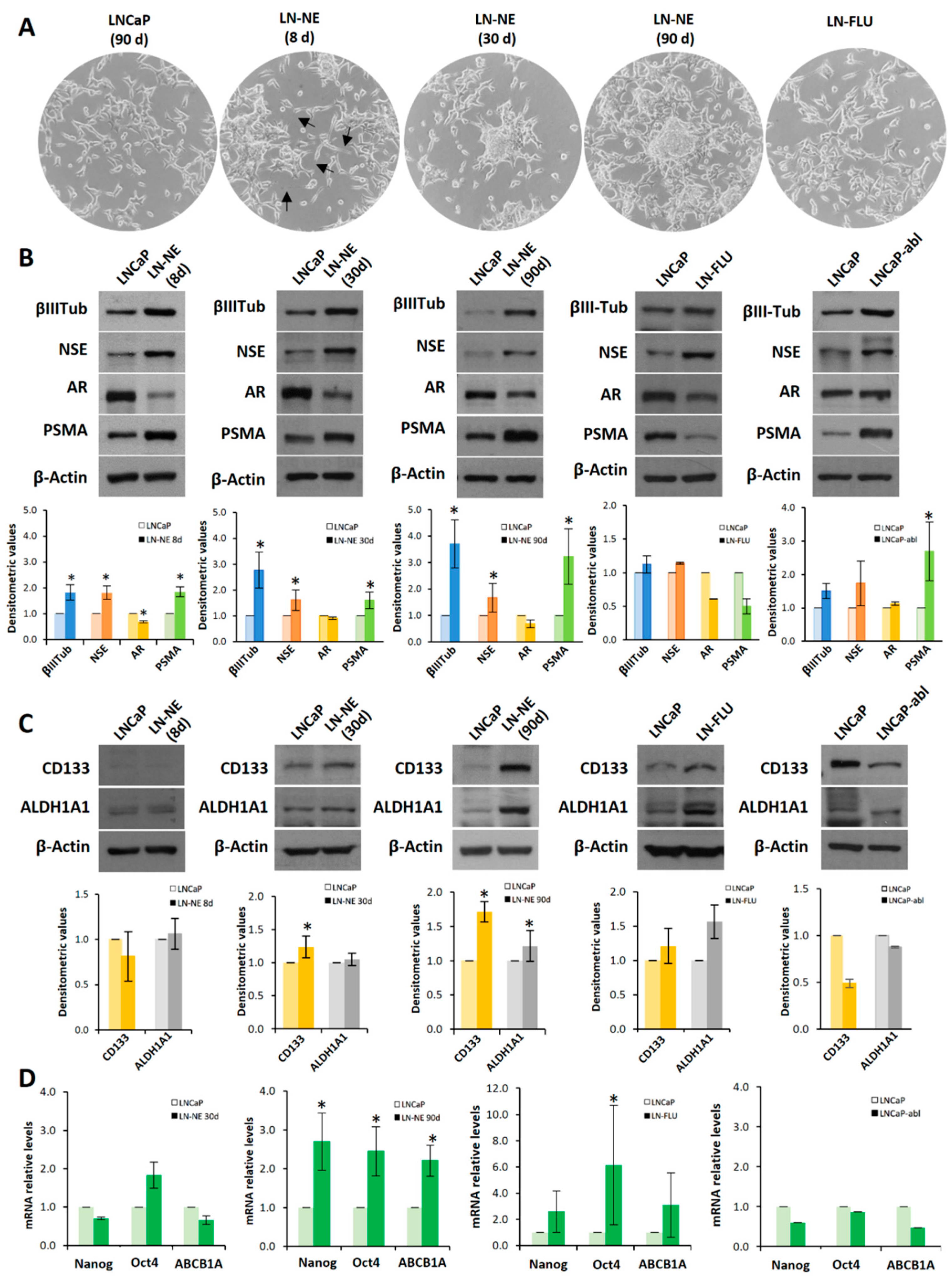 Cells 09 01441 g001 Cells 09 01441 g001