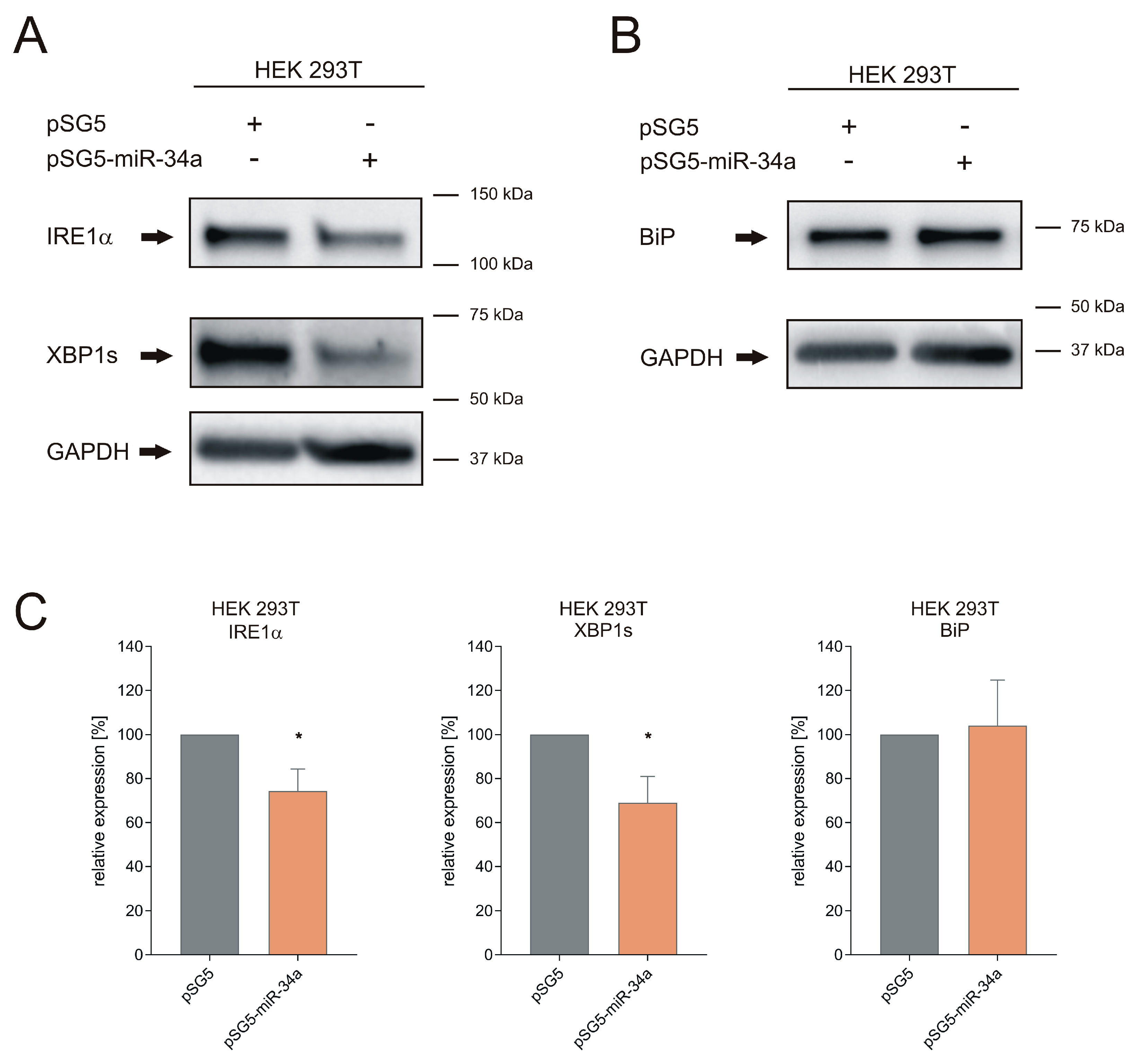 Cells 09 01442 g003 Cells 09 01442 g003
