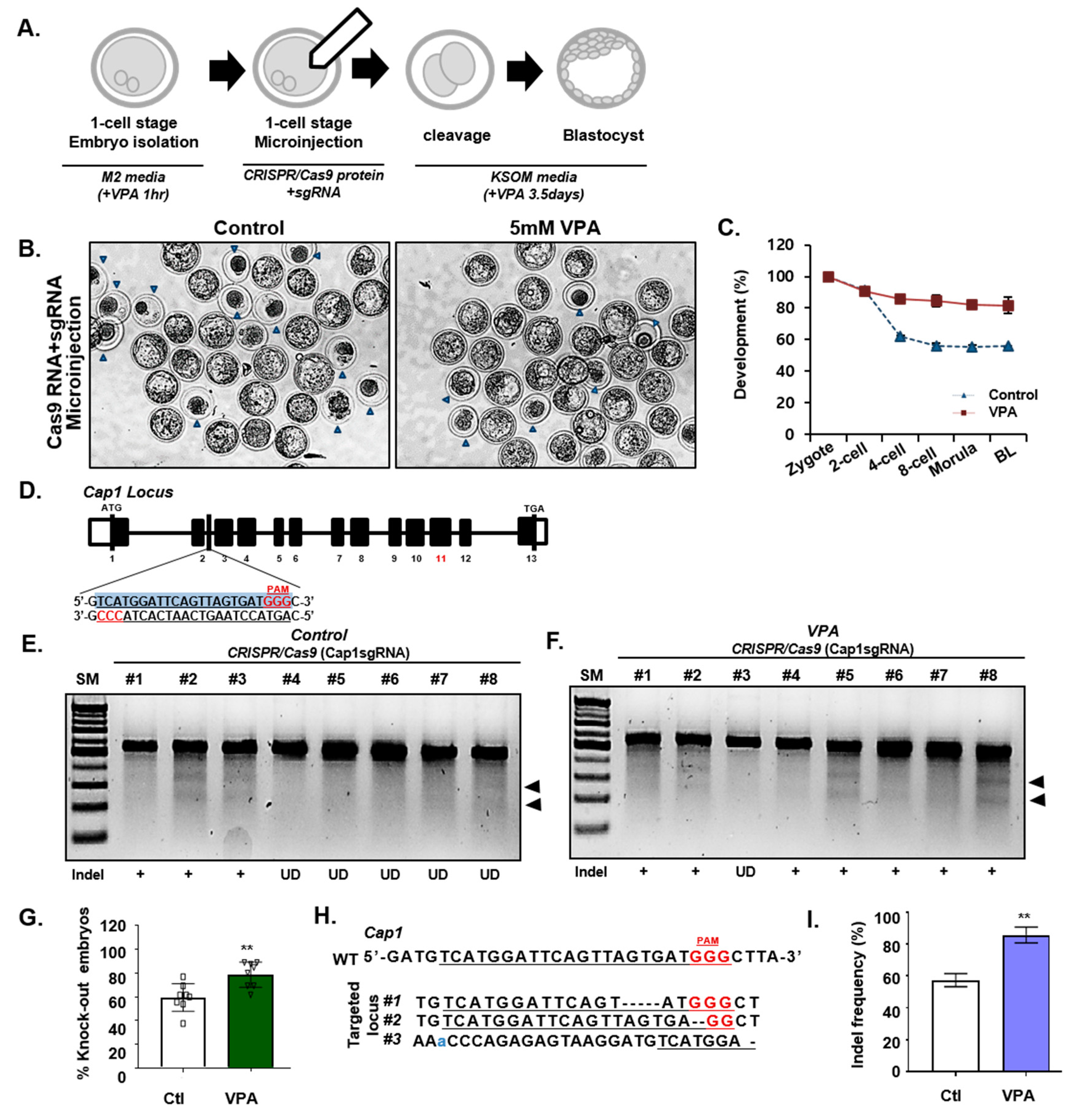 Cells 09 01447 g002 Cells 09 01447 g002