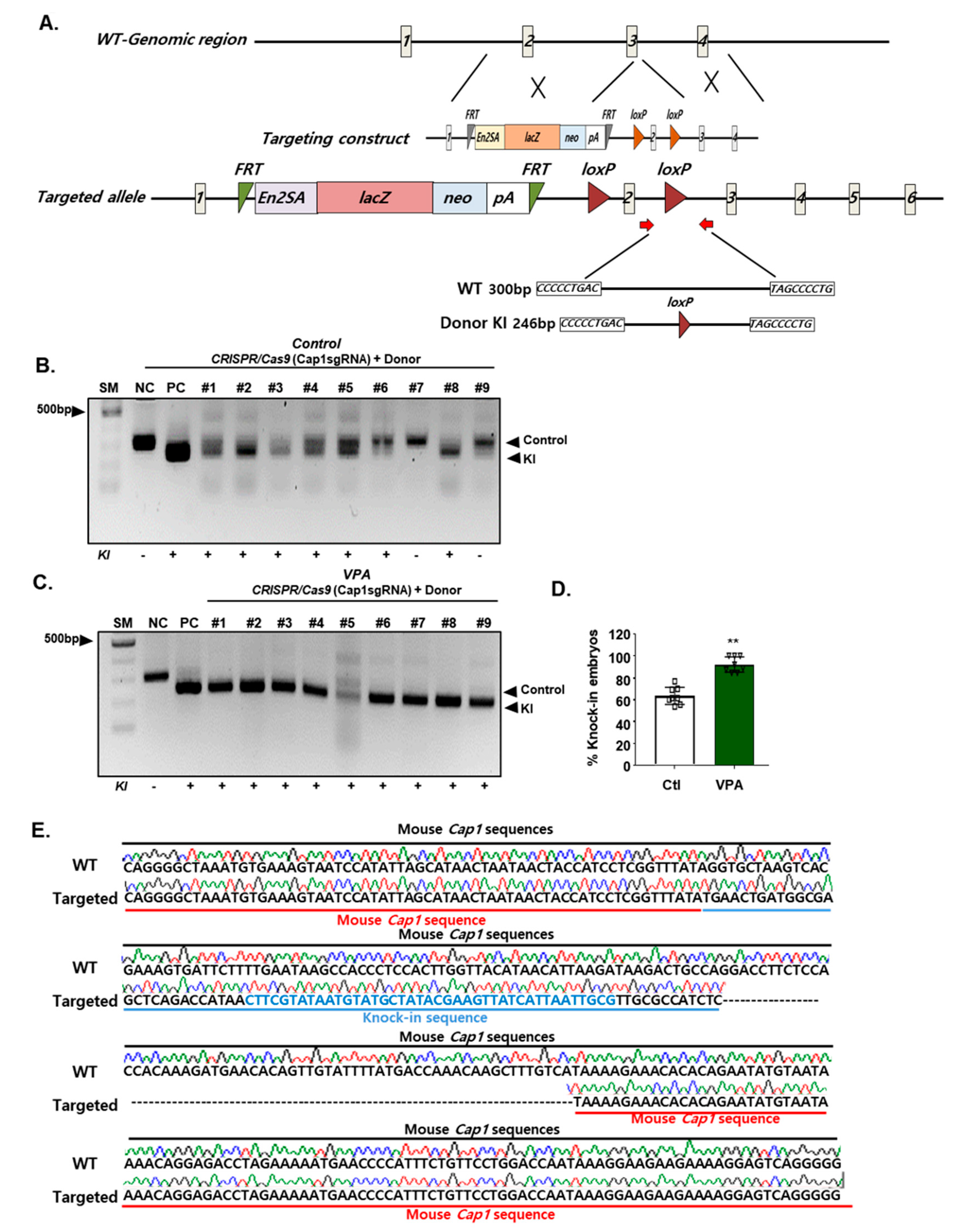Cells 09 01447 g003 Cells 09 01447 g003