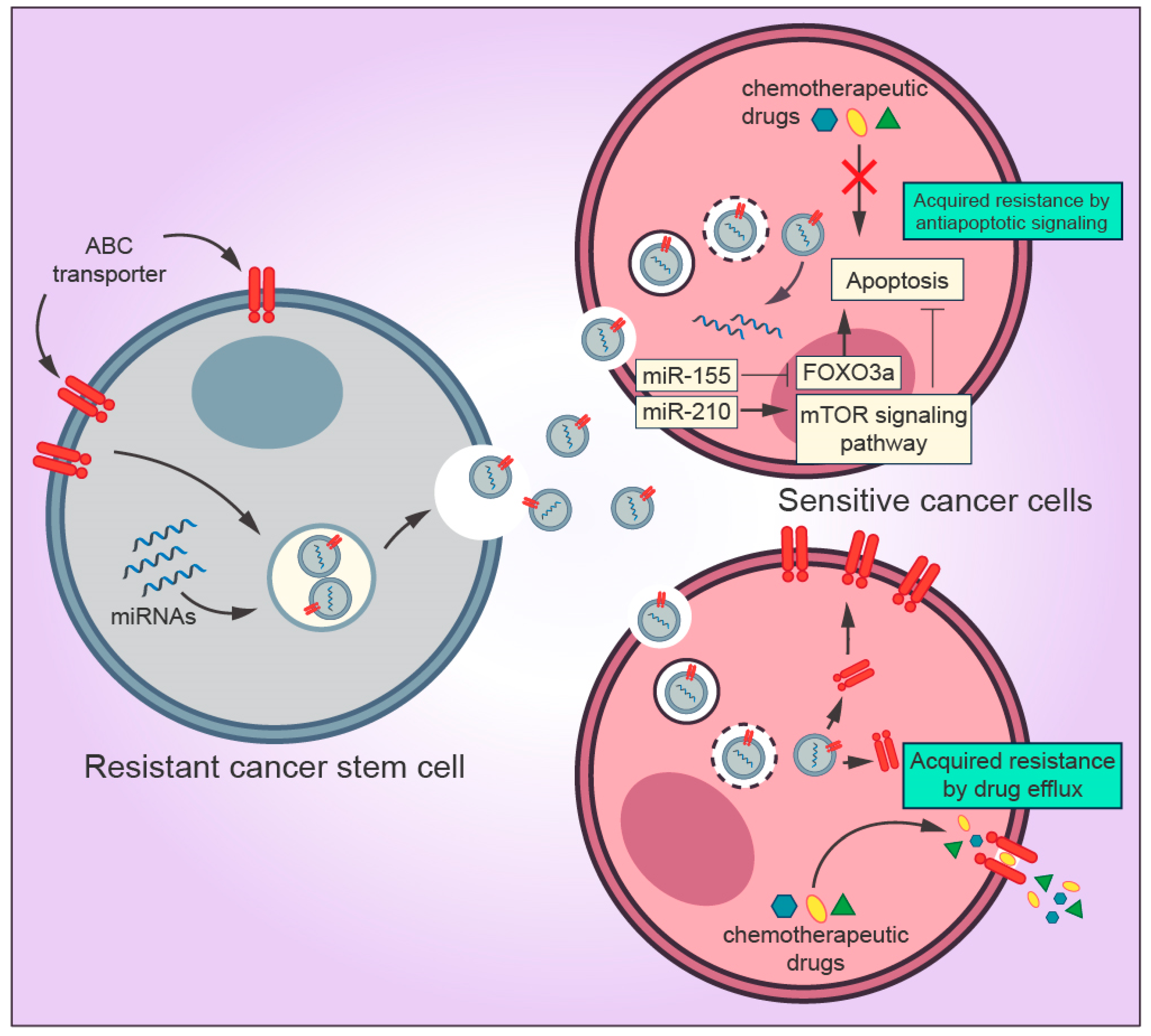 Cells 09 01450 g003 Cells 09 01450 g003