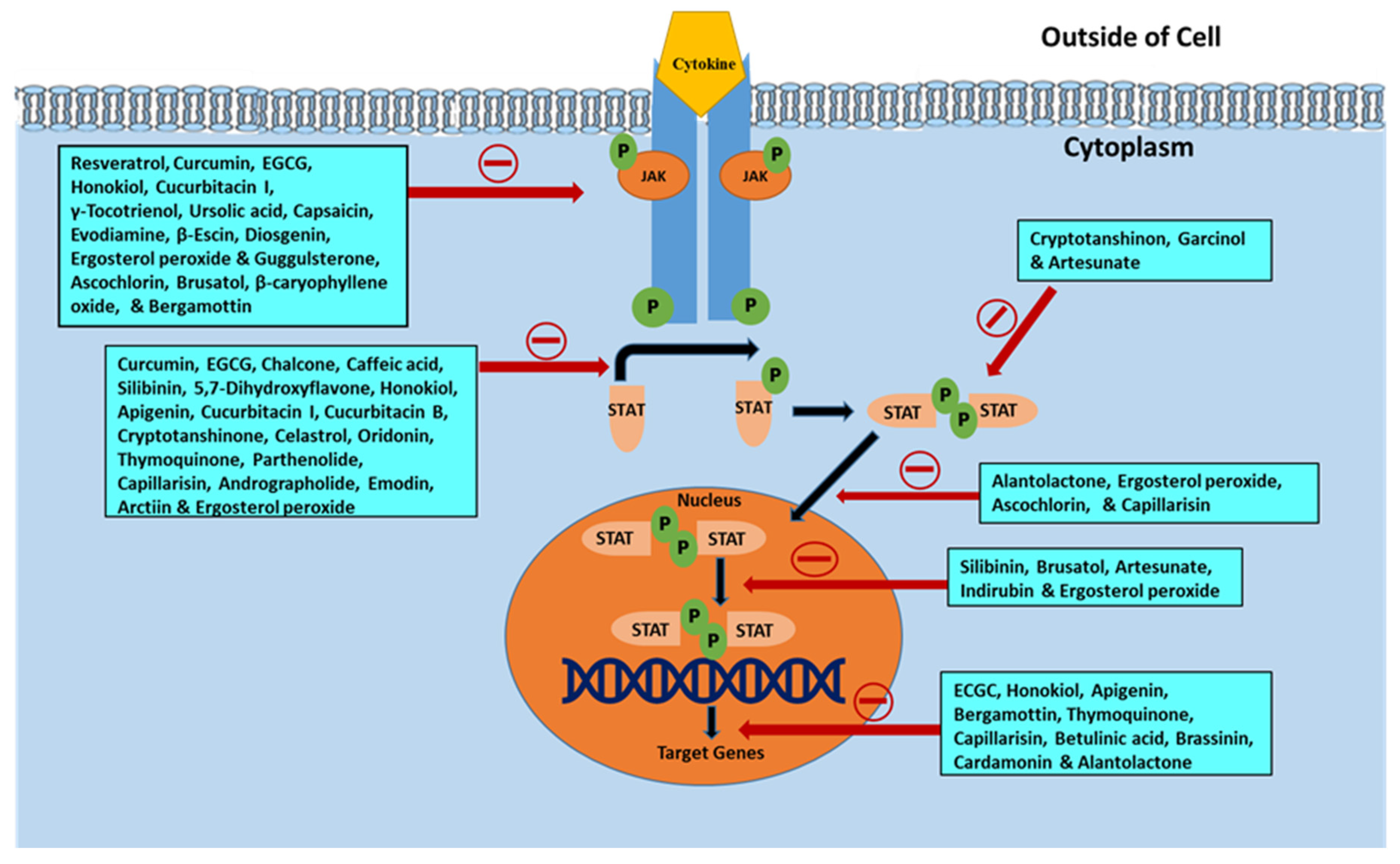 Crylix  Targeting the JAK/STAT Signaling Pathway Using