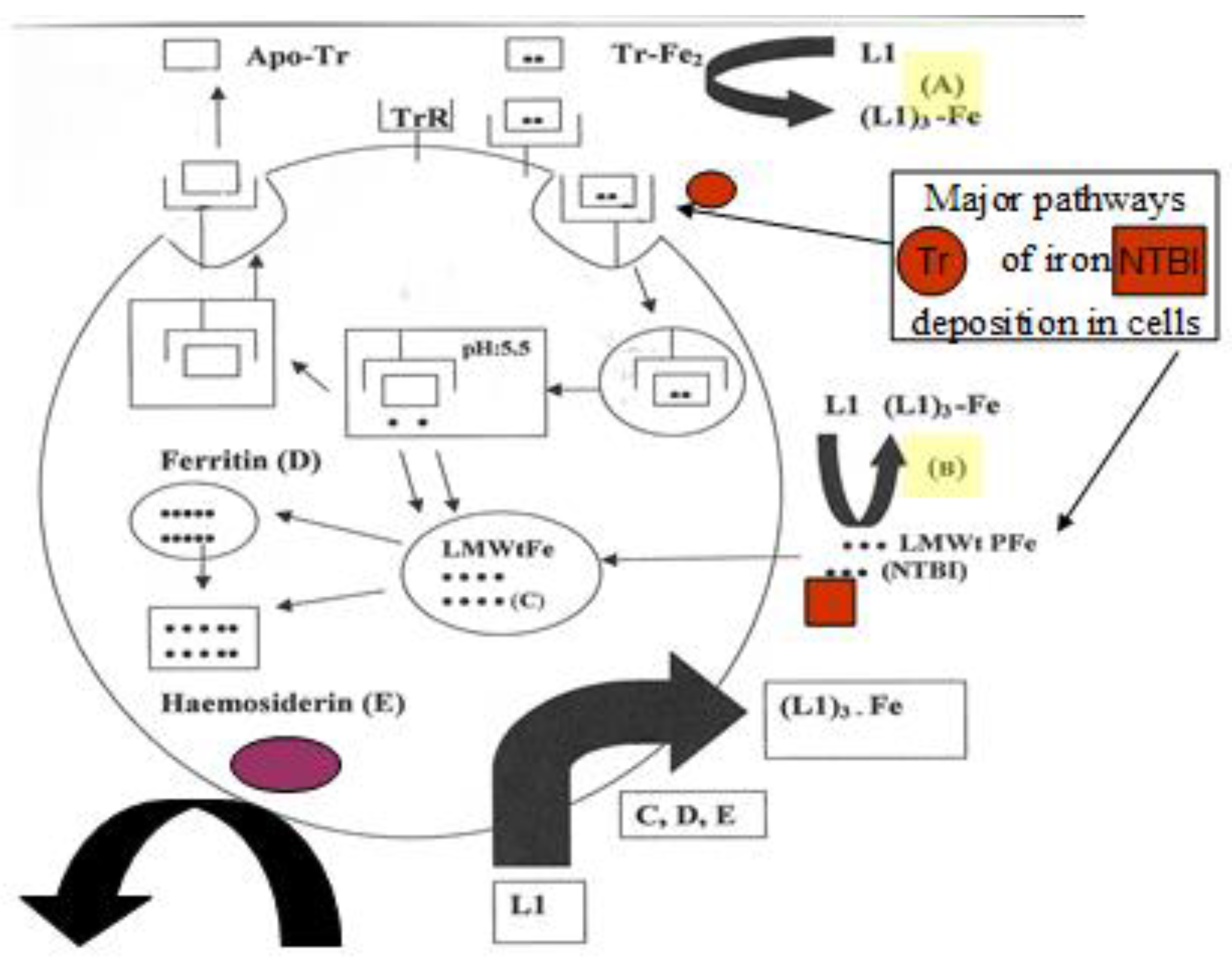 Cells Free Full Text Iron And Chelation In Biochemistry And Medicine New Approaches To Controlling Iron Metabolism And Treating Related Diseases Html